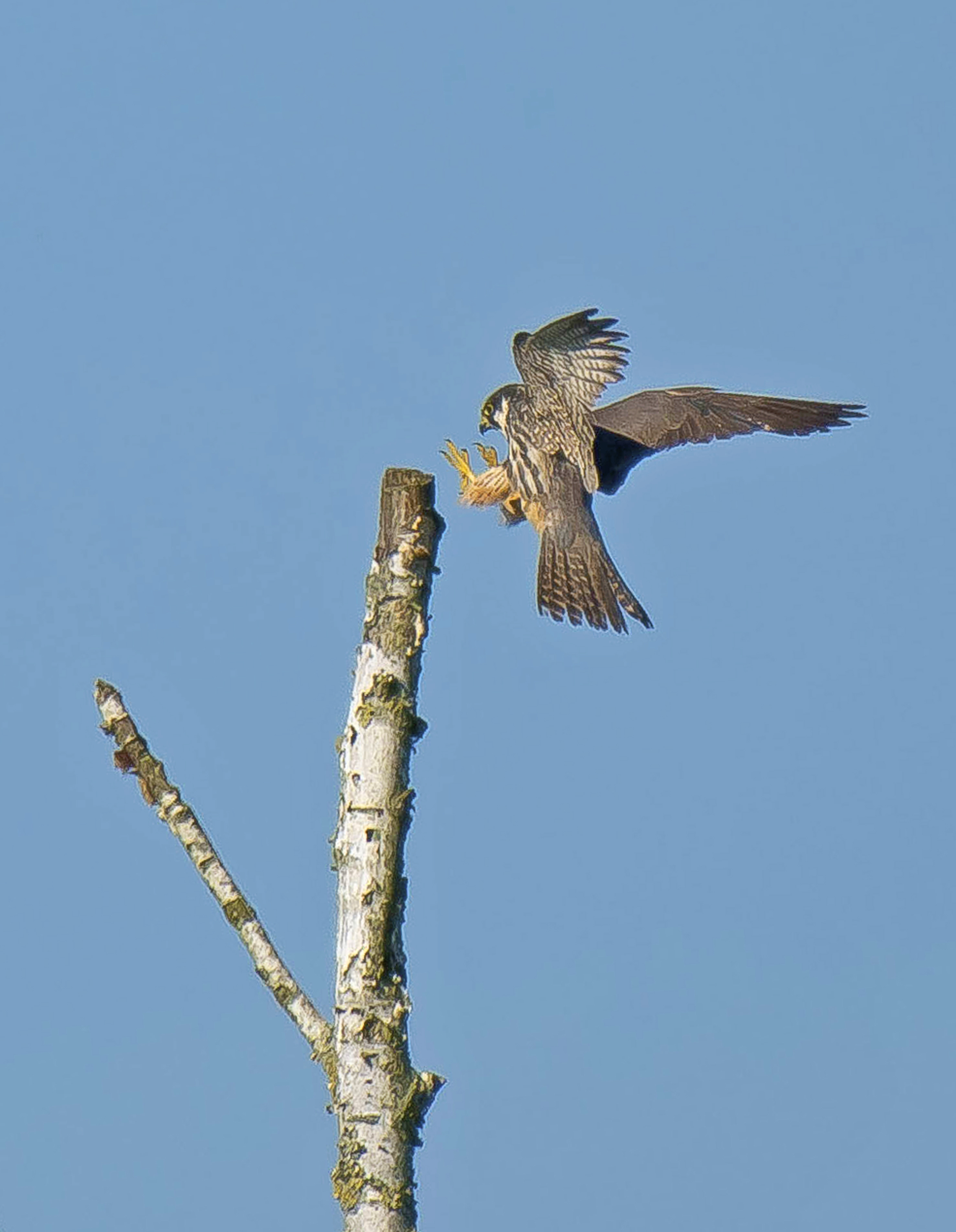 boomvalk De Maiaj 03082025