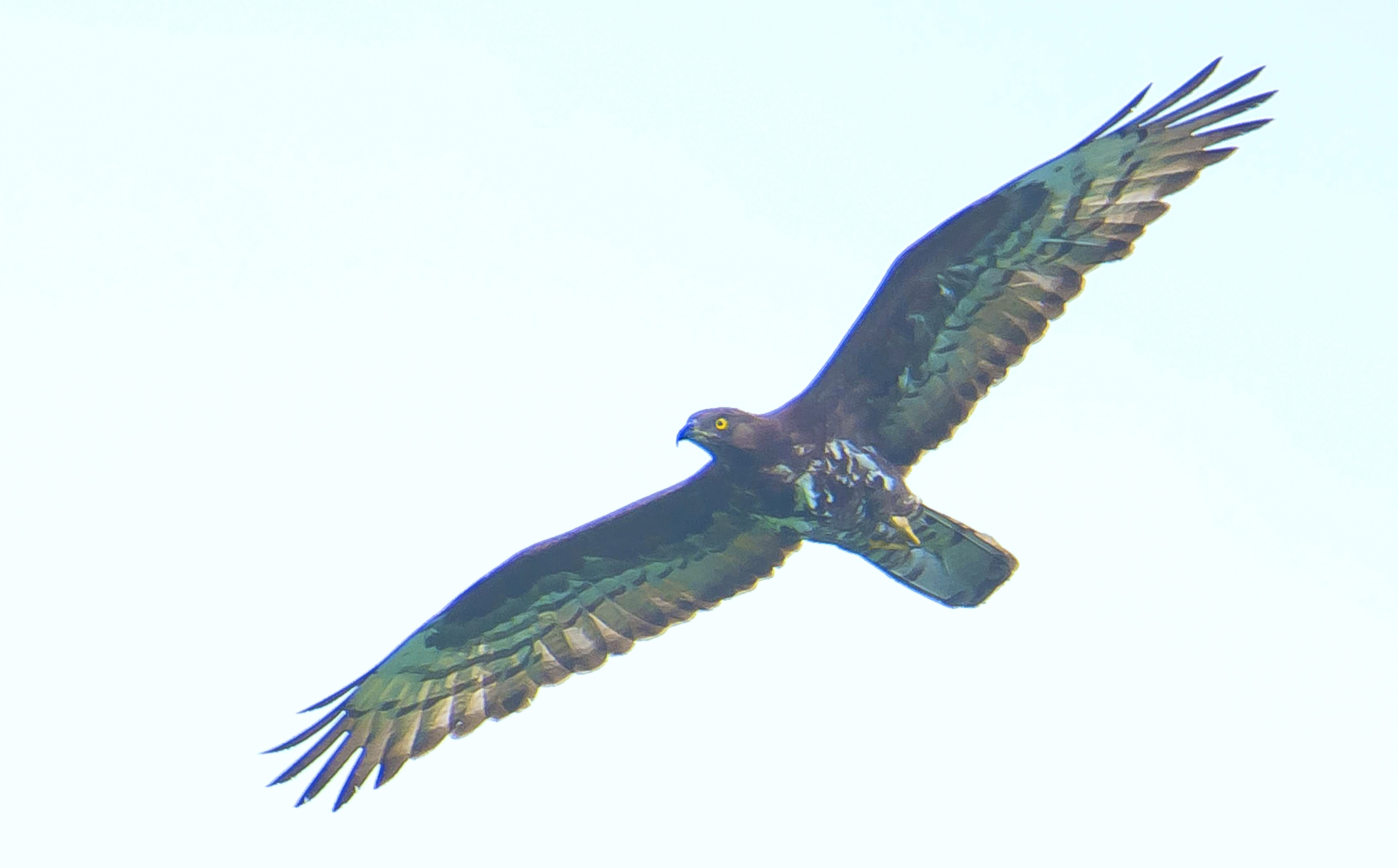 Wesp Valkenswaard,8 28062020