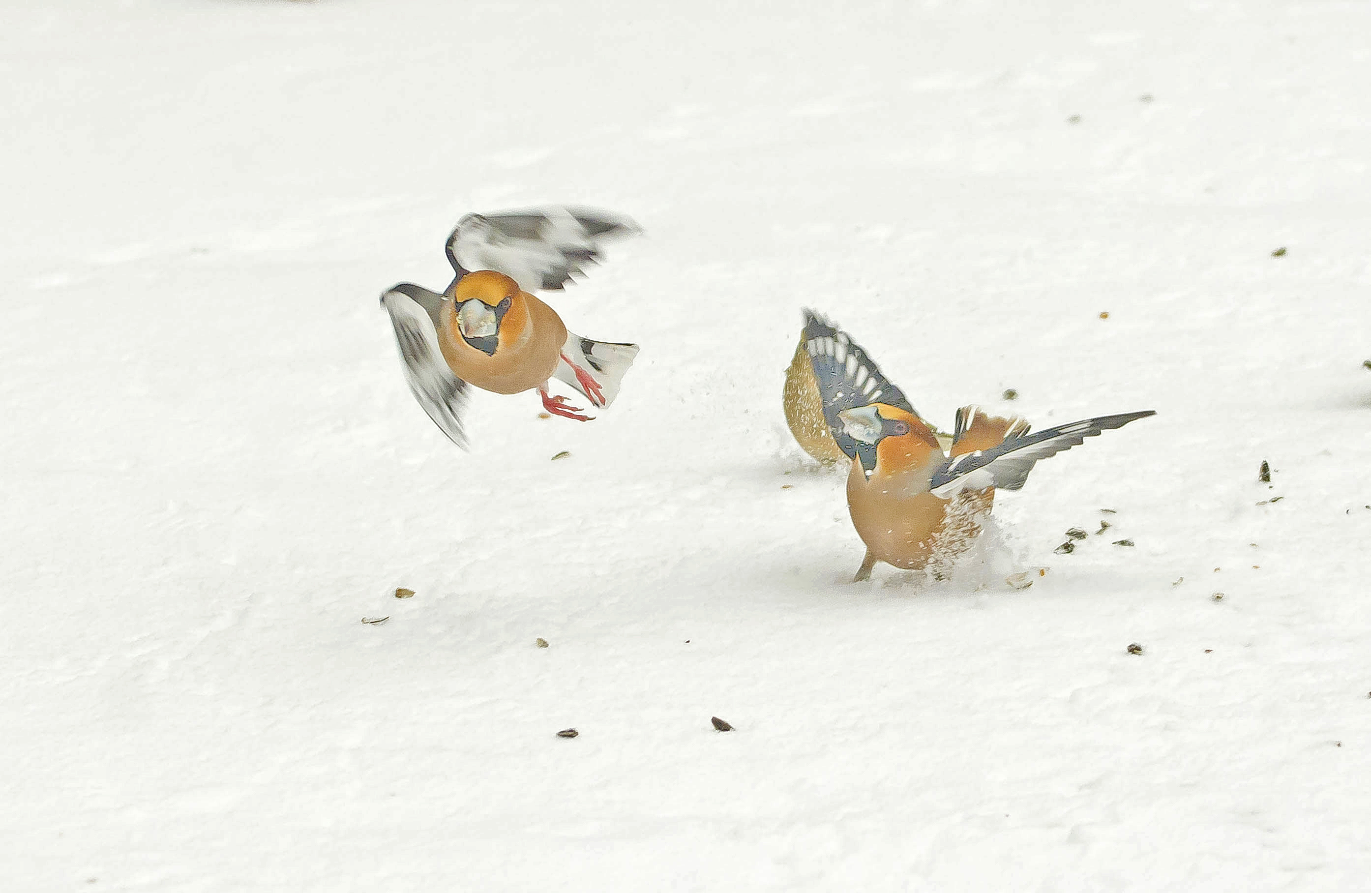 appelinsneeuw1 07022021,2