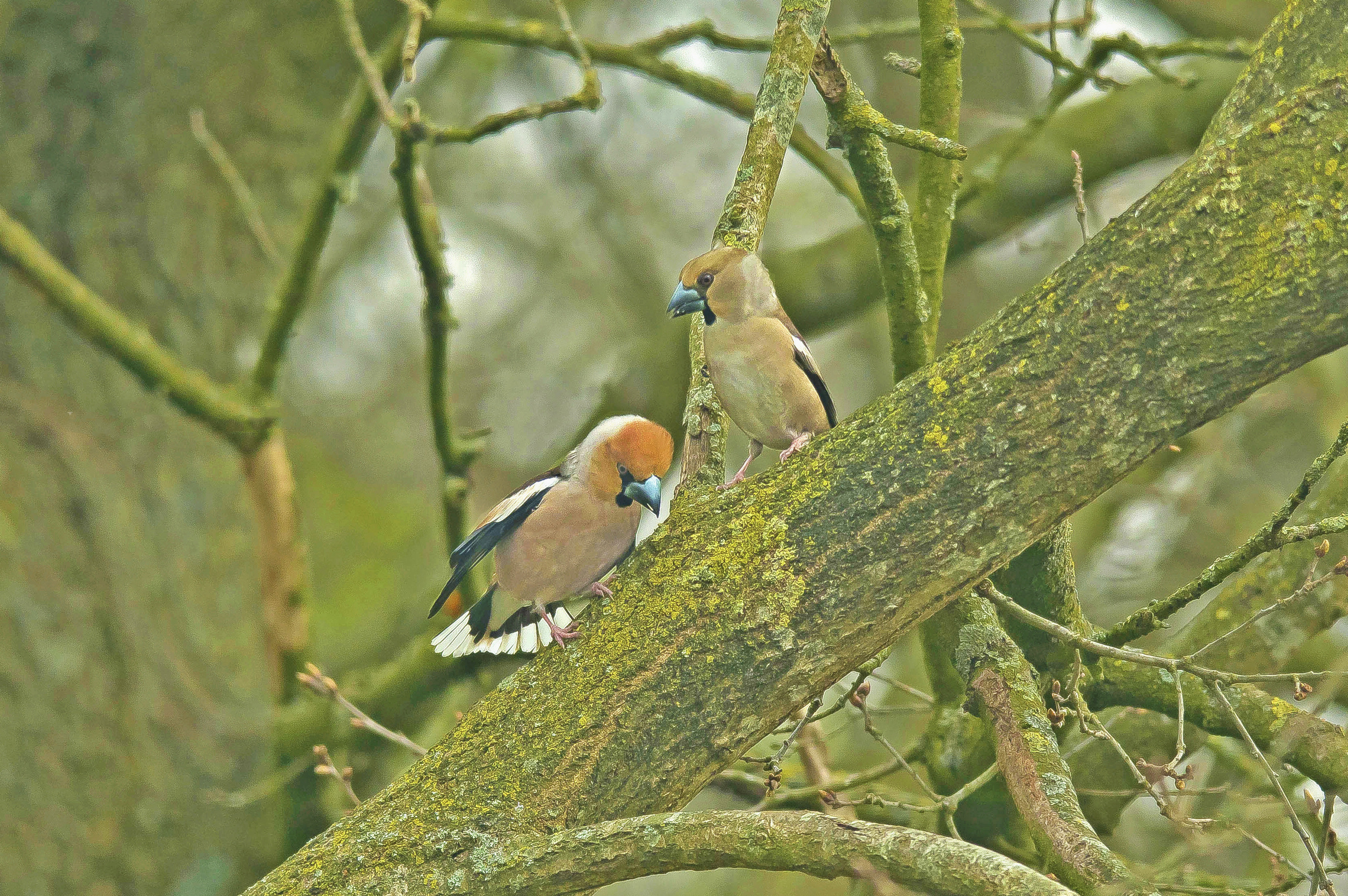 baltsende appelvinken fb u web