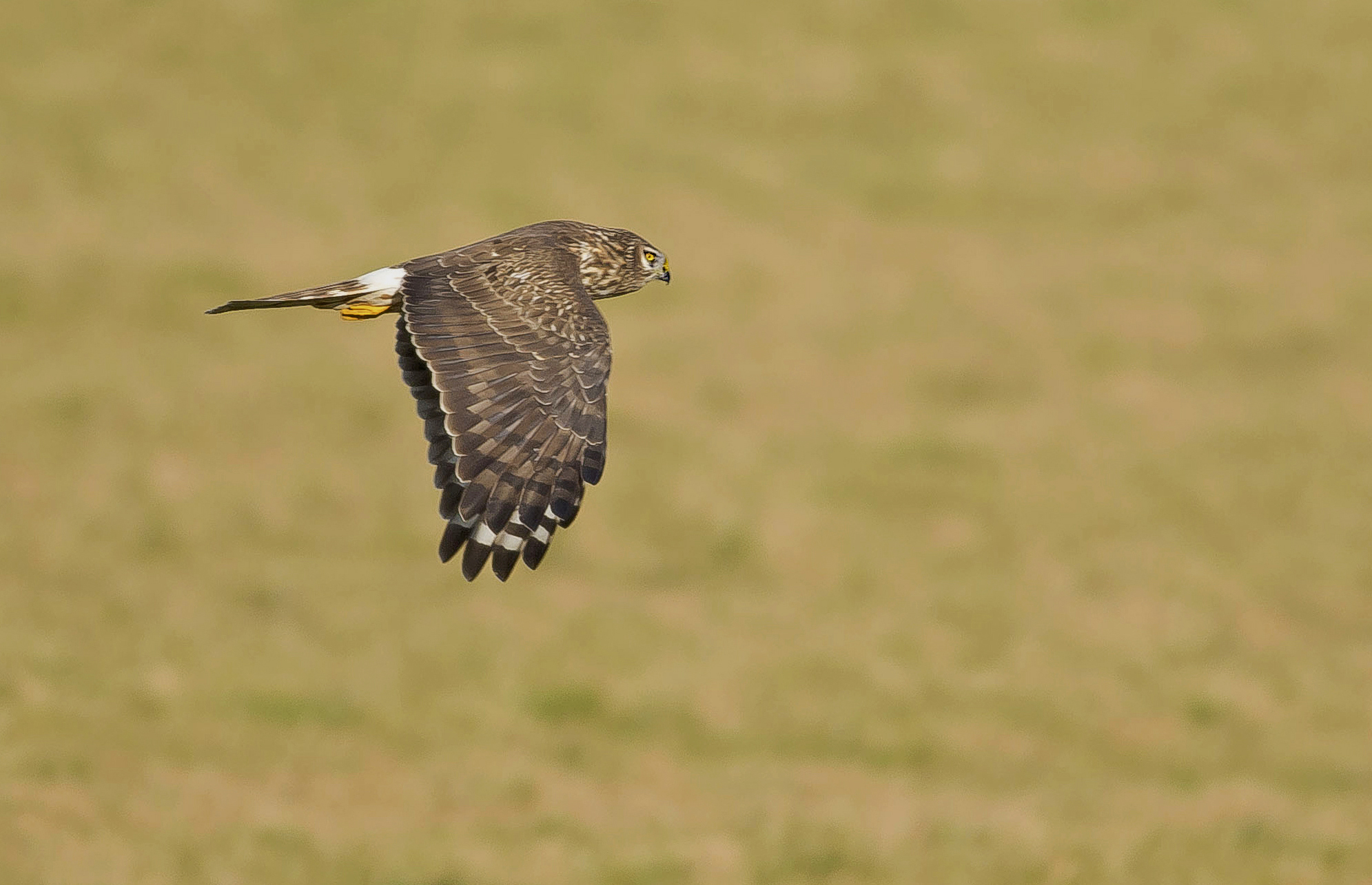 blauwe kiek1 Someren,18