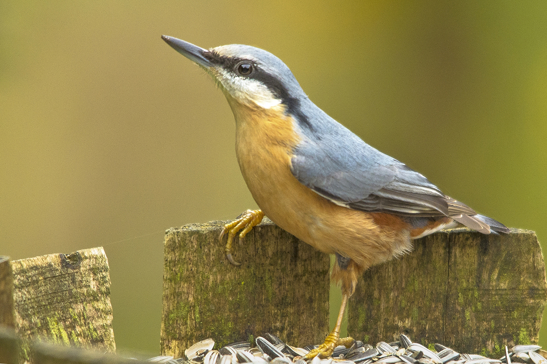 boomkleverintuin_bewerkt-2