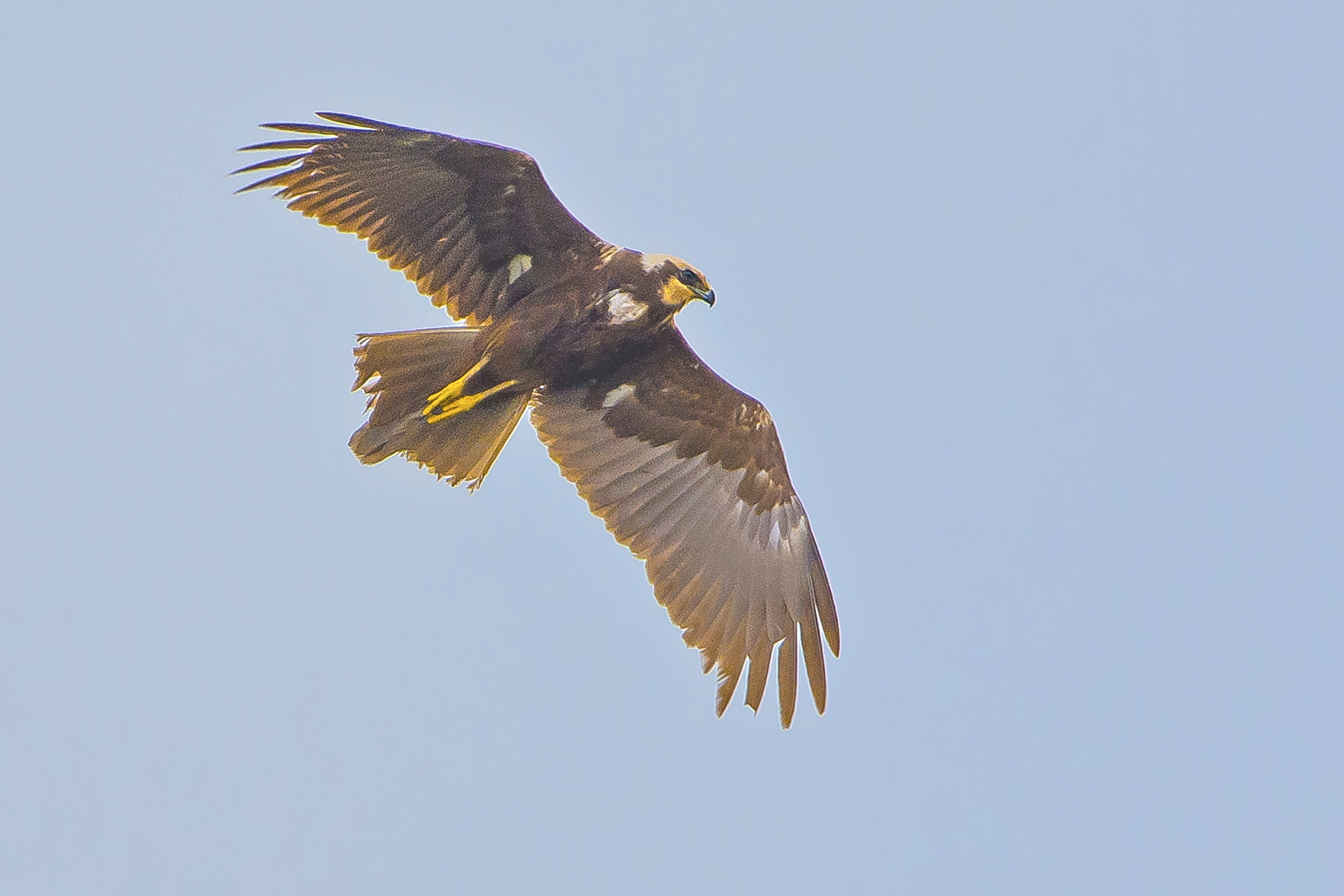 bruine kiekendief valkenswaard,1