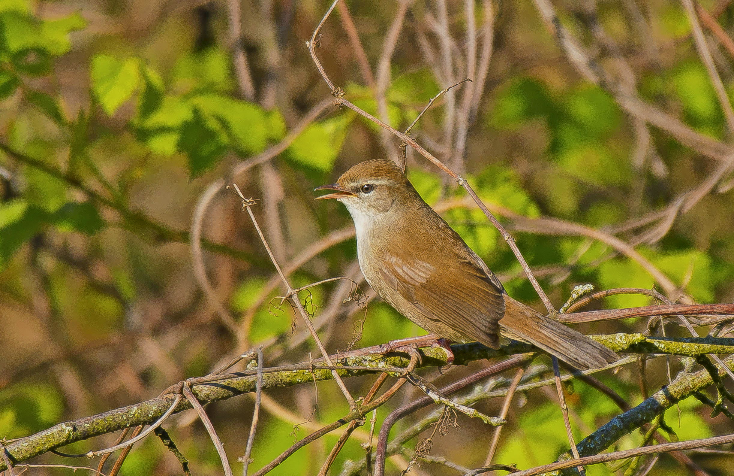 cetti Vwaard 30042023