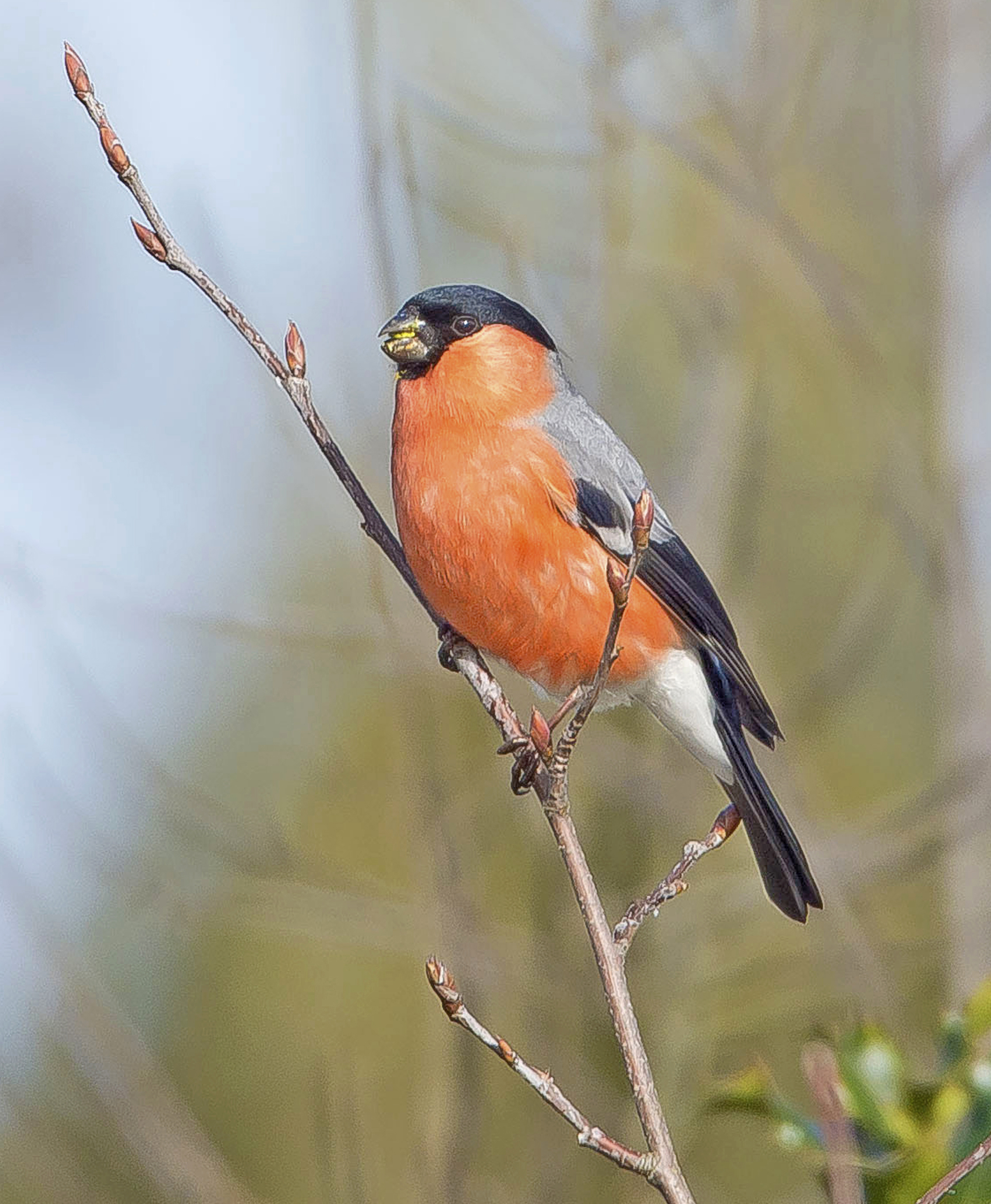 goudvink Vwaard 16022021,2