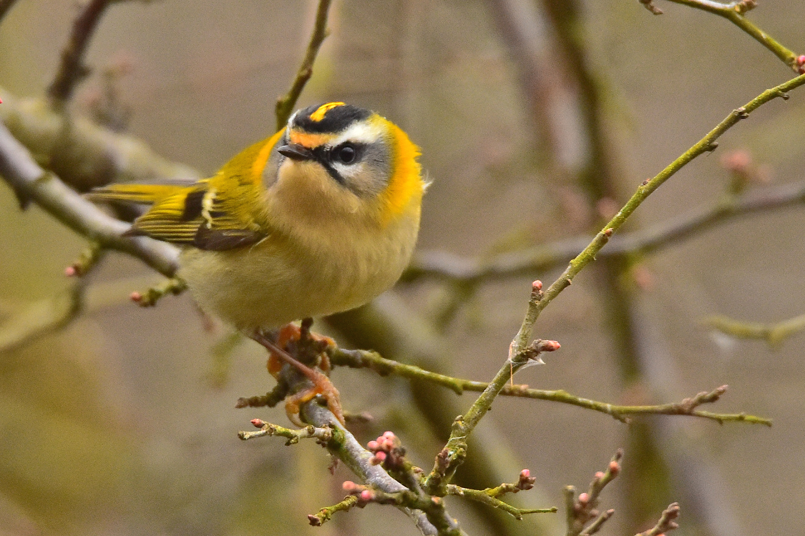 goudvinken 03022018 005