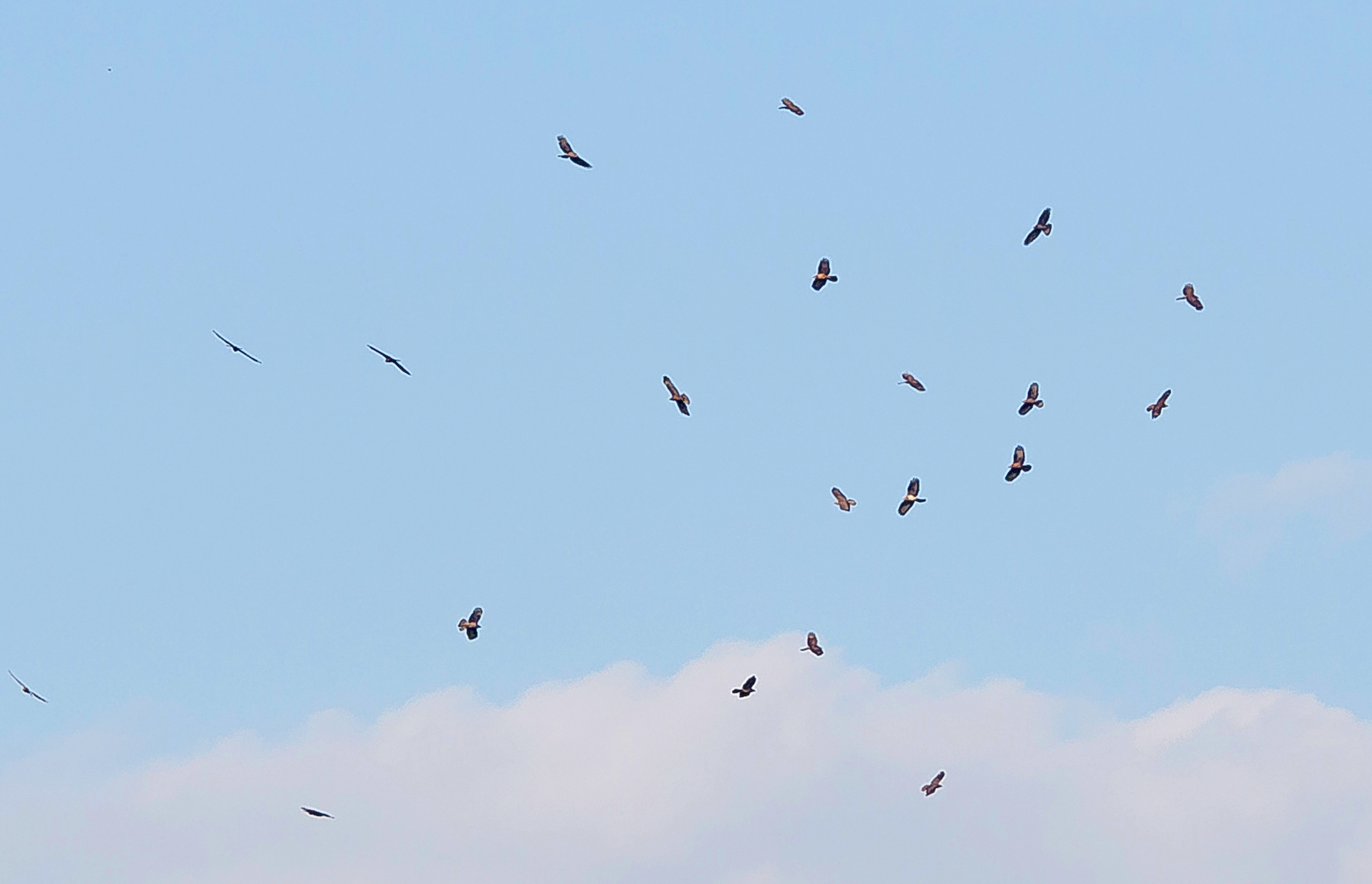 groep wespendieven2,8