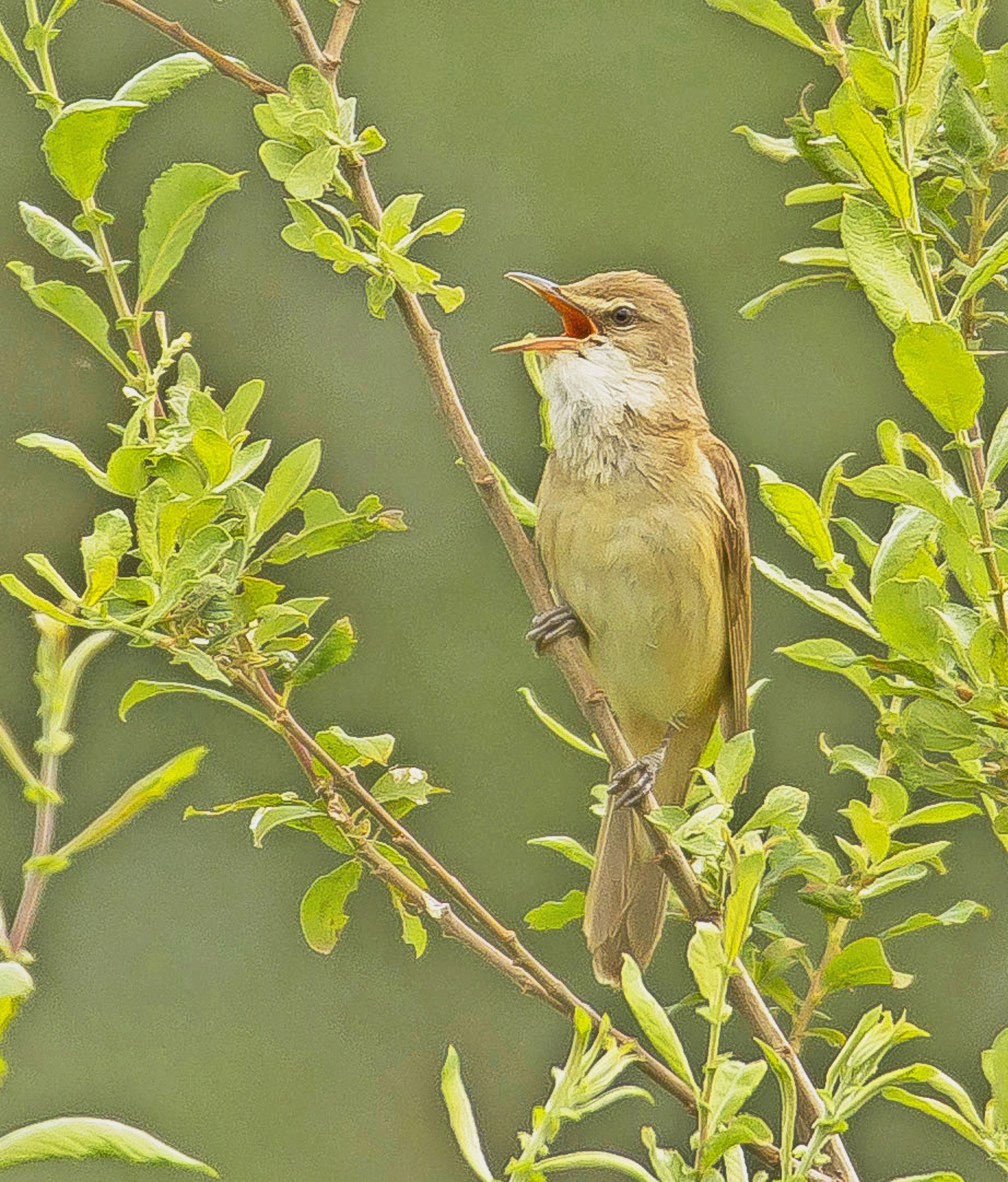 grote karekiet3 Soerendonk 07062020 lezing