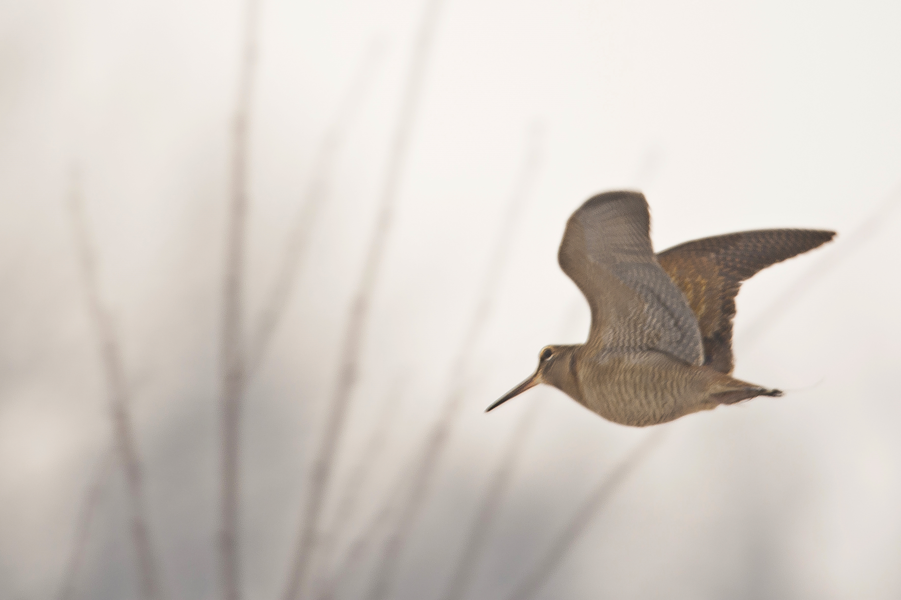 houtsnip visvijvers_bewerkt-1