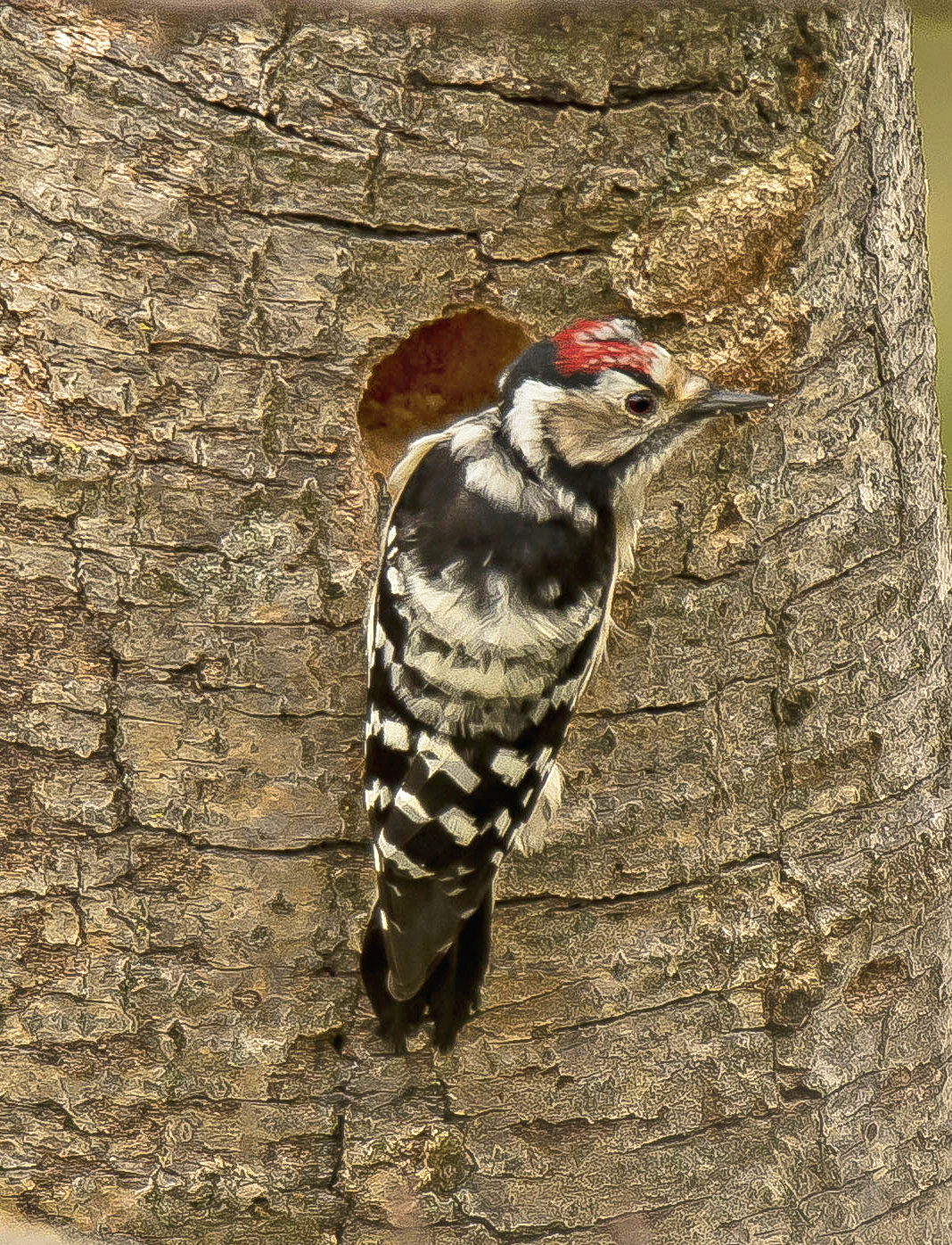 kbs,7 visvijvers Vwaard 30032024