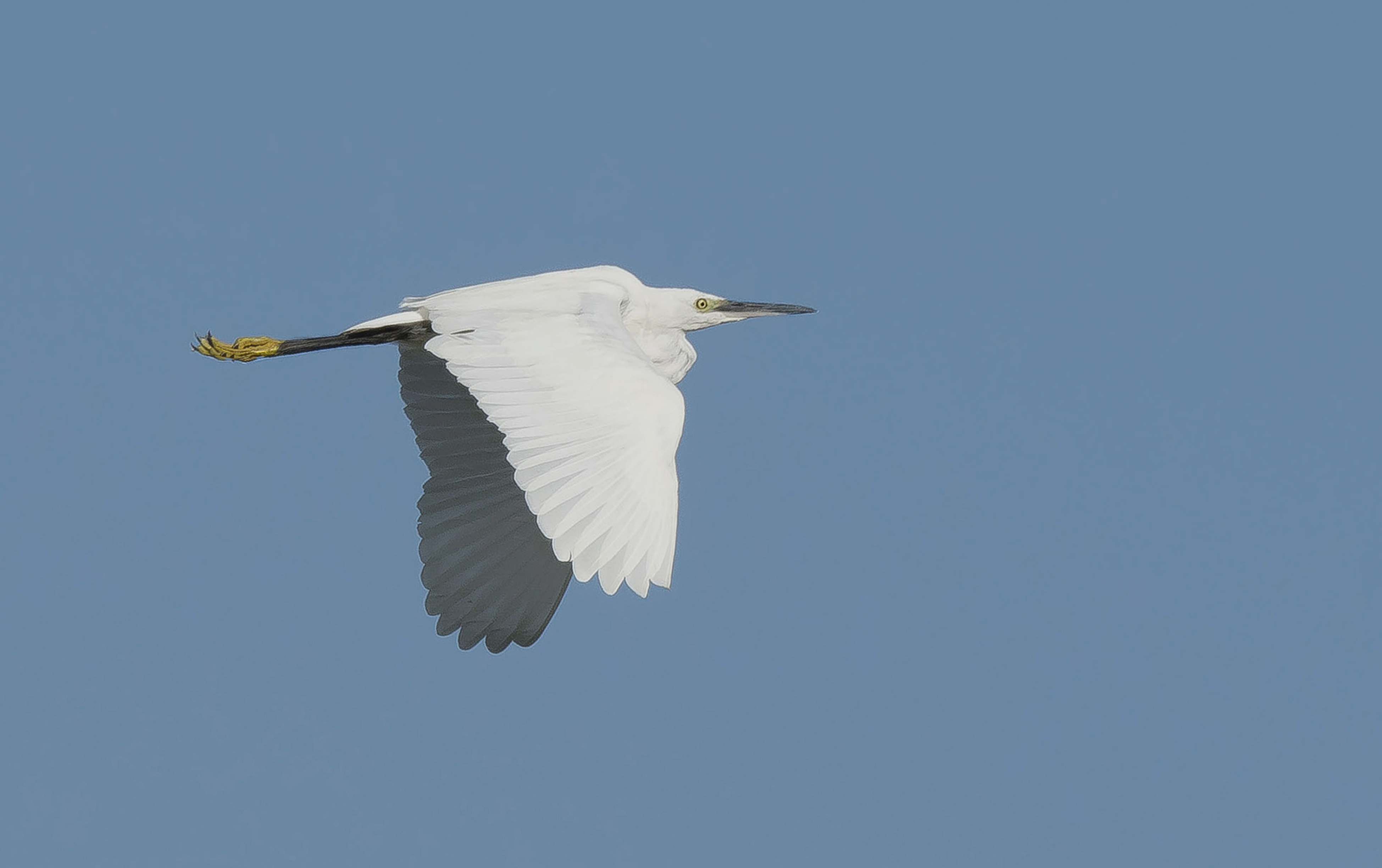 kl zilver1 Aalst 11082024