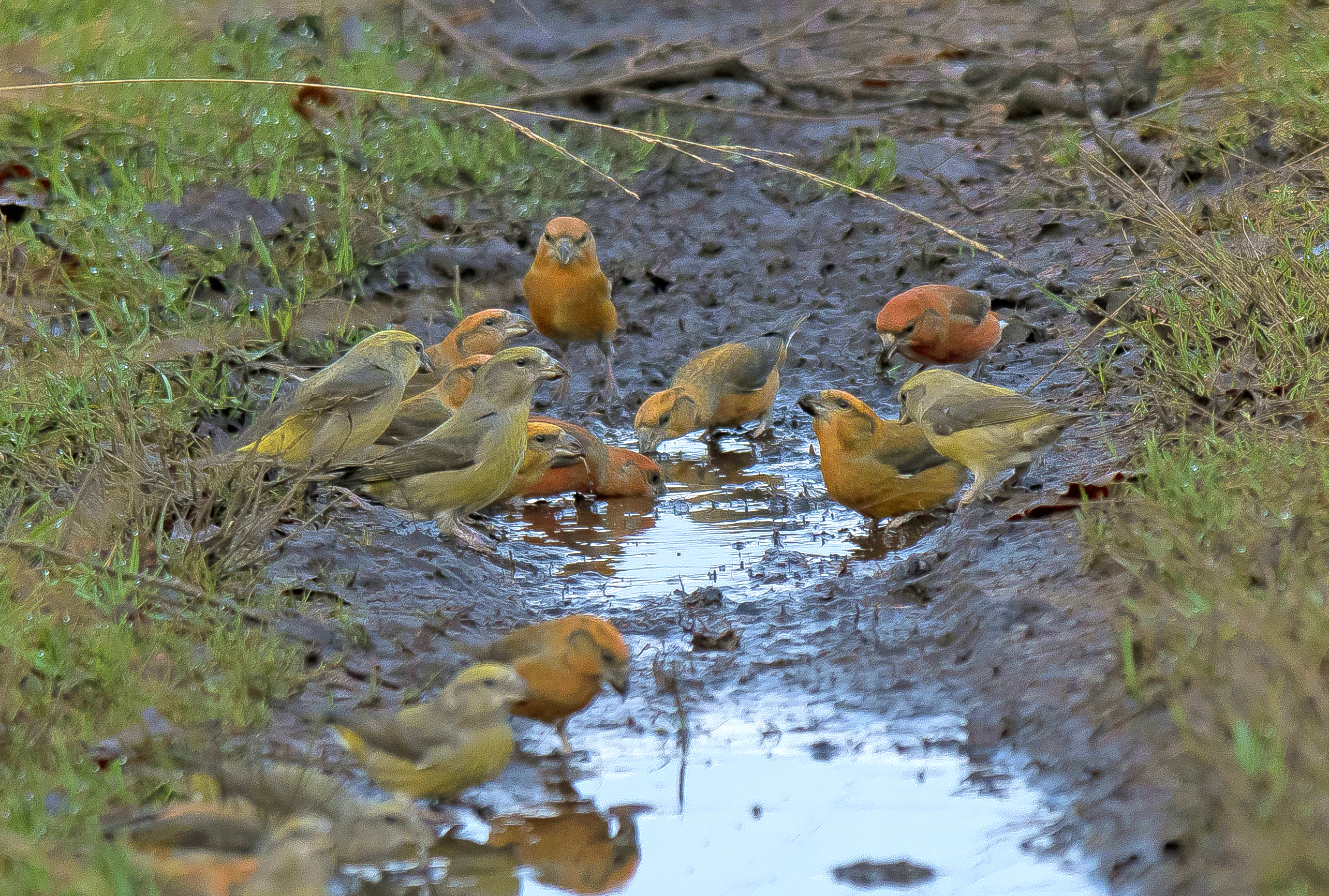 kruisbekjes2a 16122023