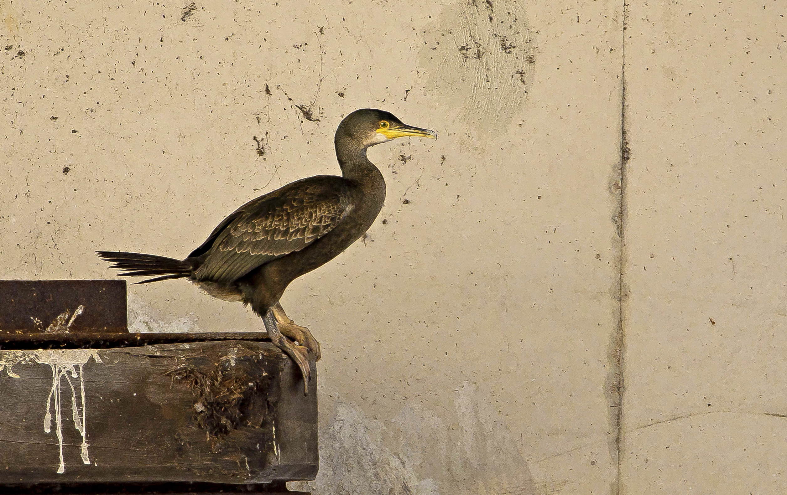 kuifaalscholver1 Someren 19022022