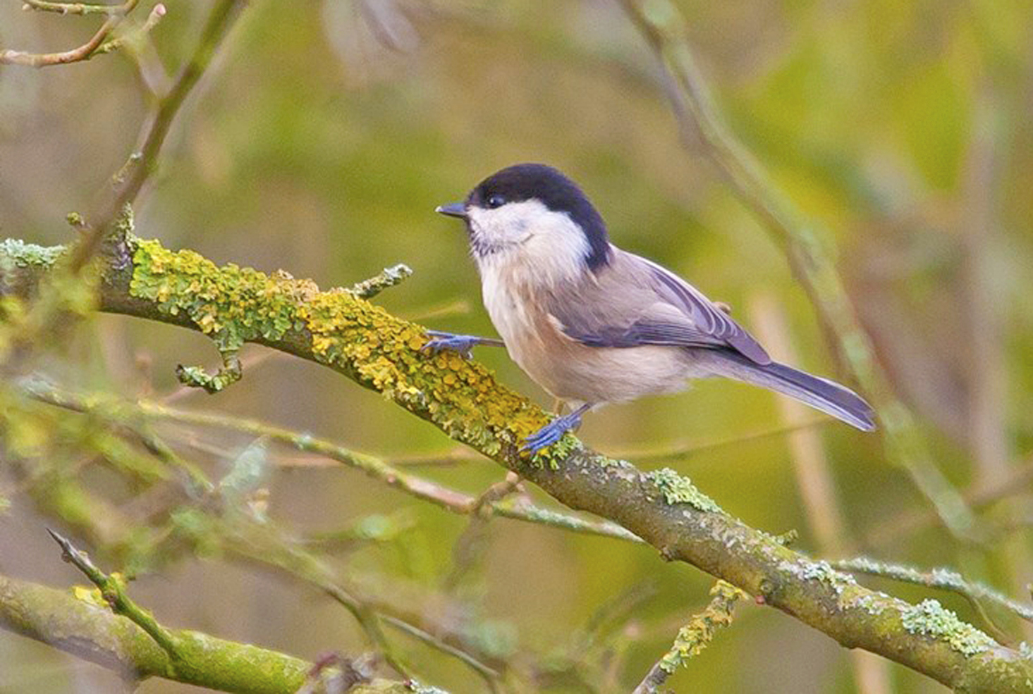 matkop1 Patersgronden
