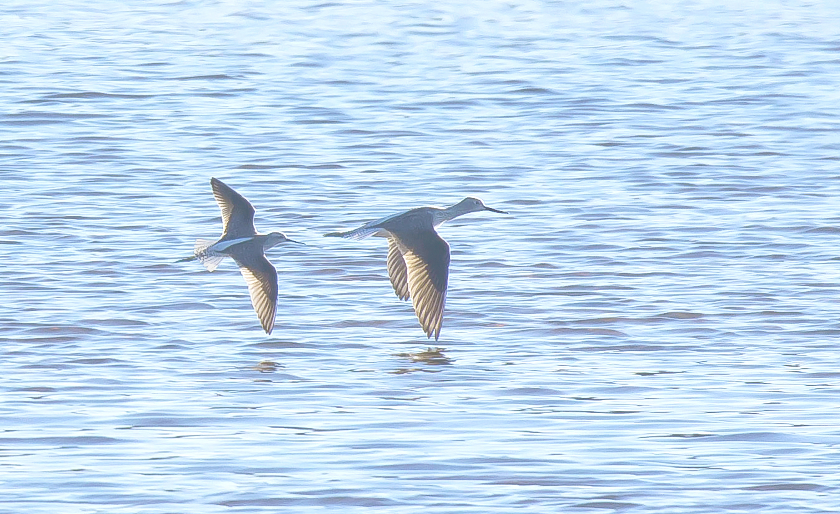 poelruiter Aalst 17042022,8