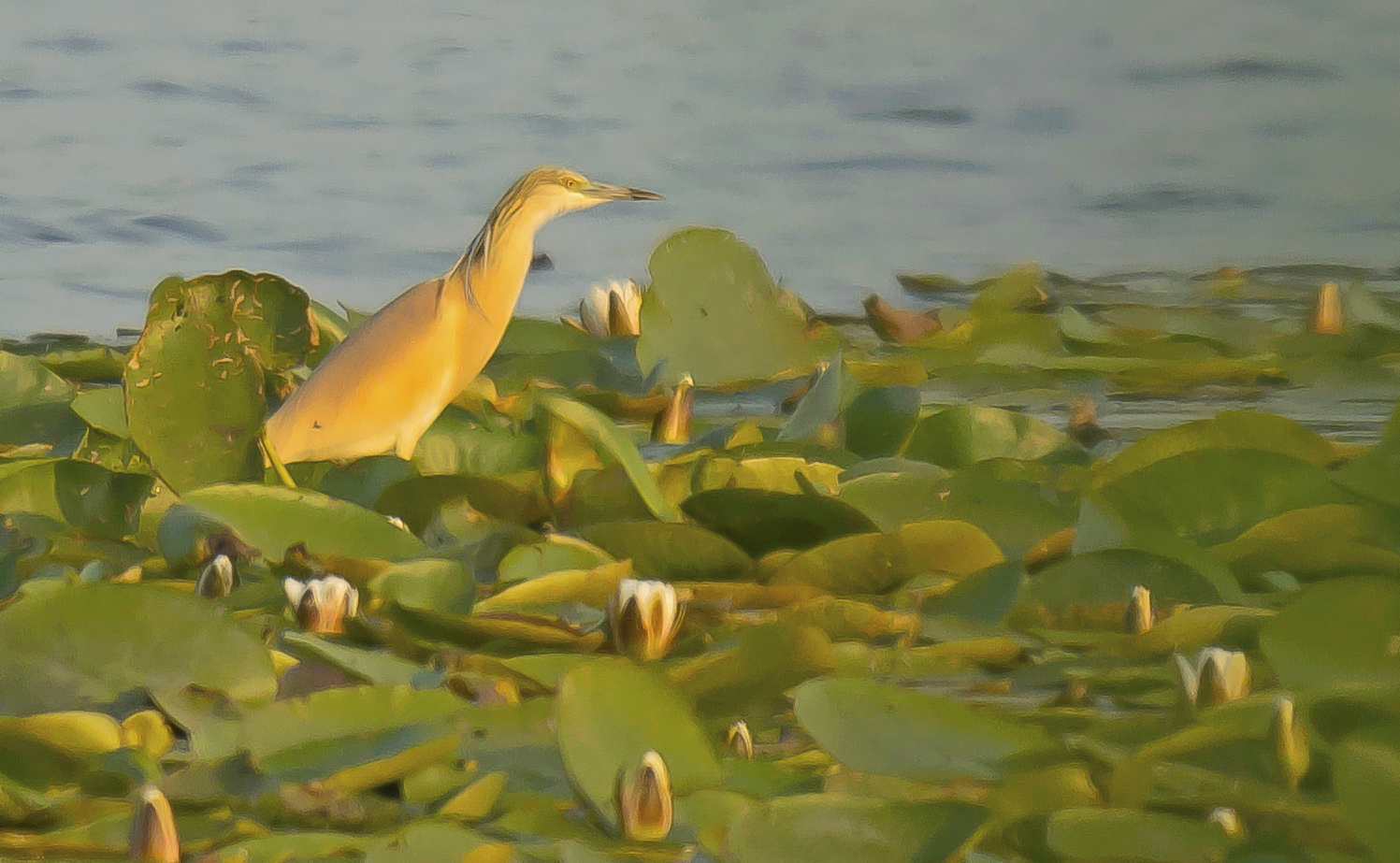 ralreiger2 Budel 13062025