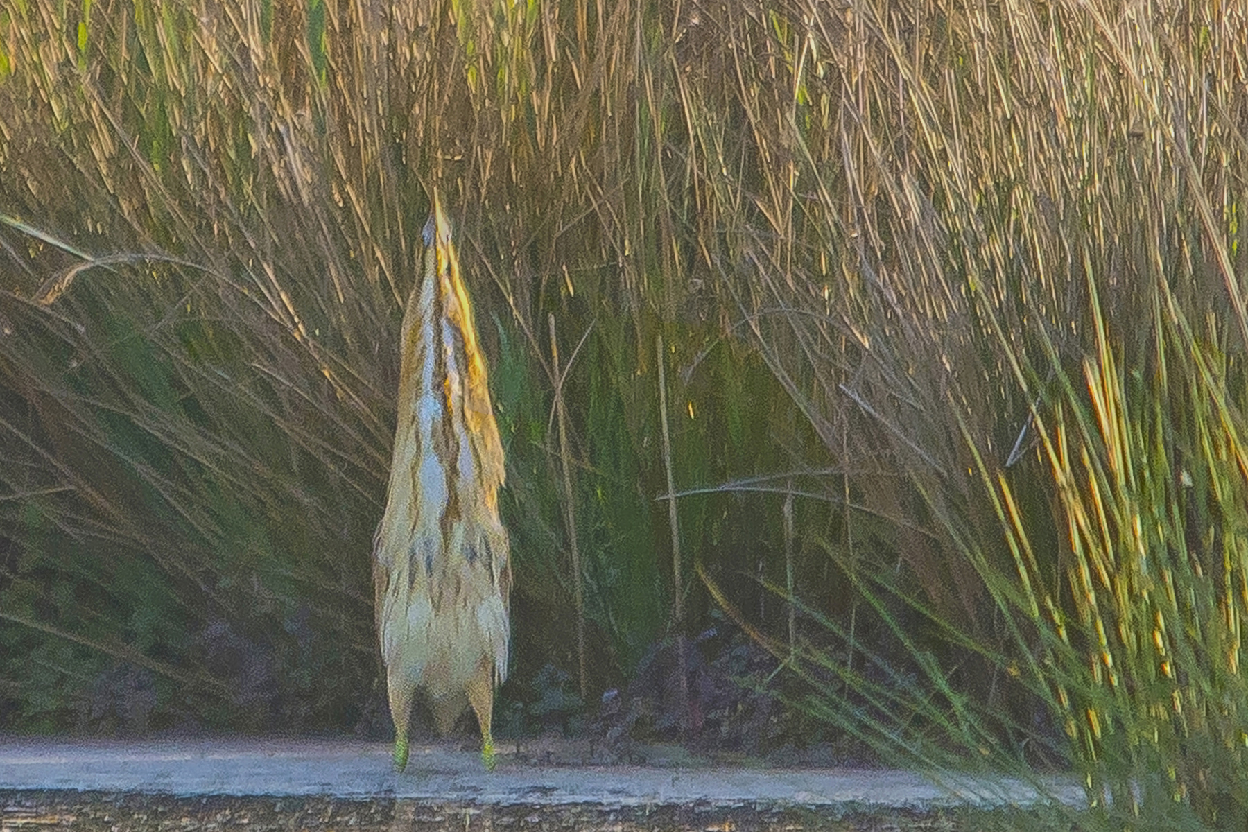 roerdomp2 13052016_bewerkt-6