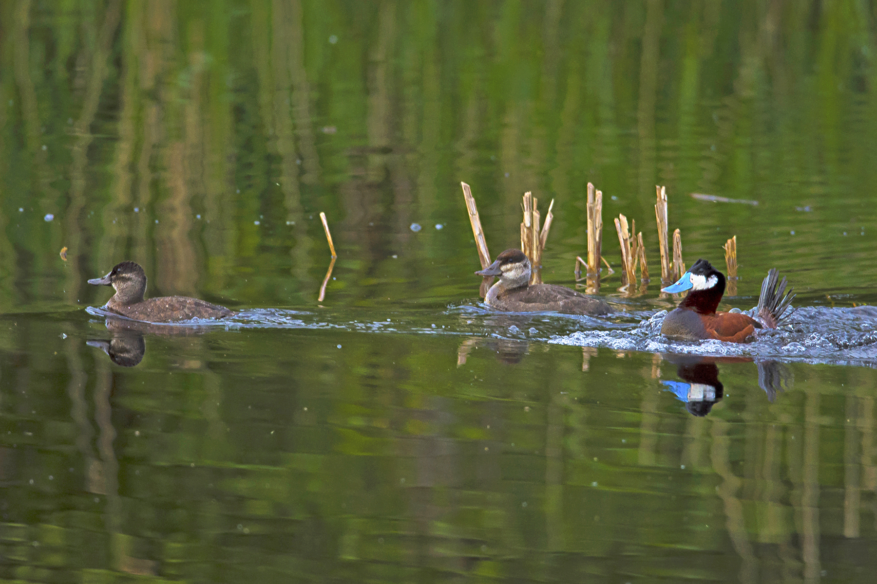 rosse stekelstaarten Vwaard_bewerkt-1