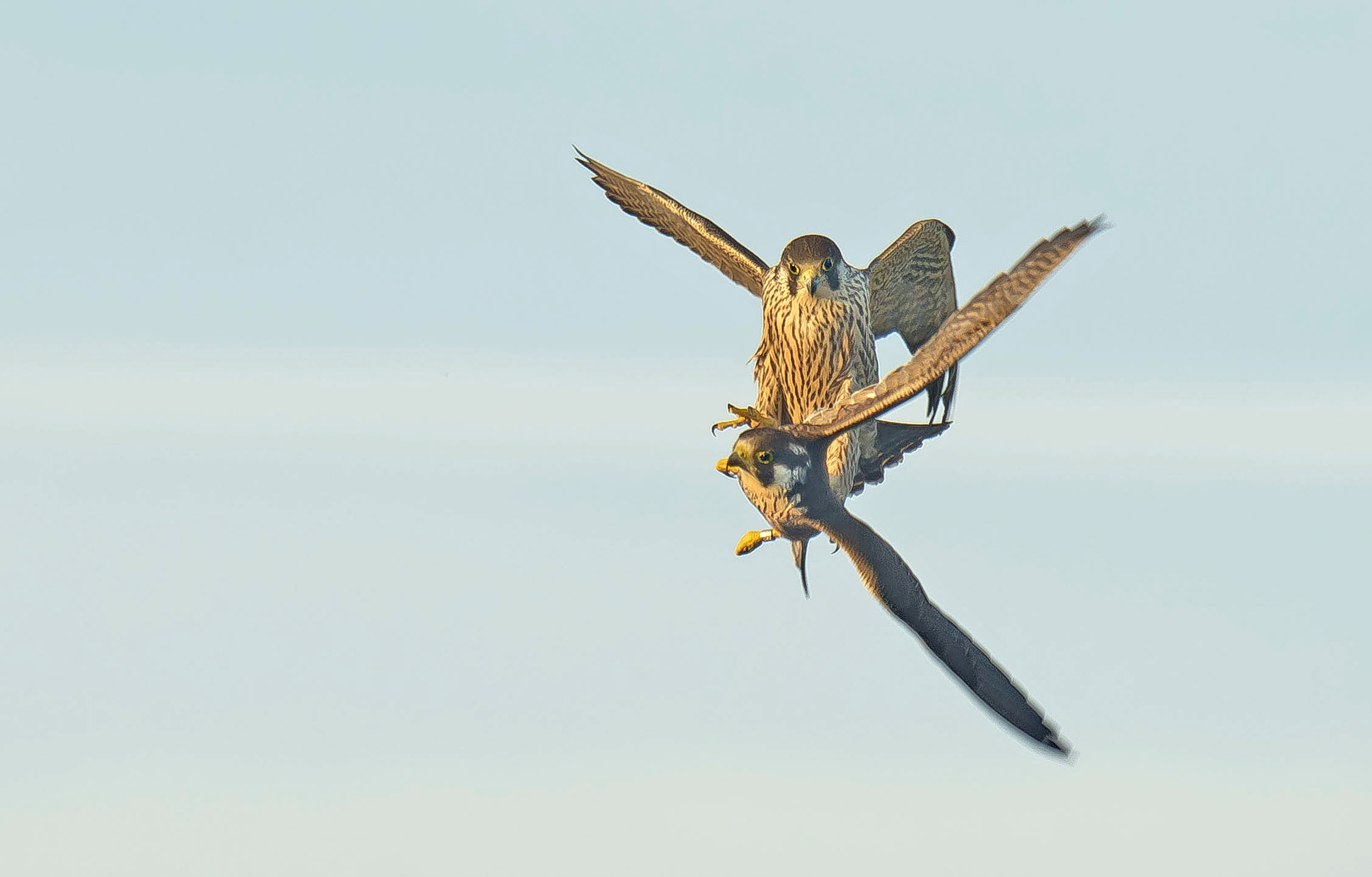 slechtvalken,88 Vwaard 16092023