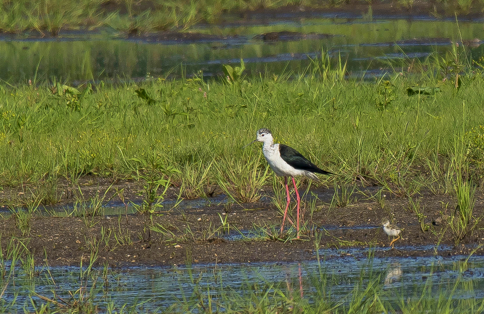 steltkluutjes Westerhoven