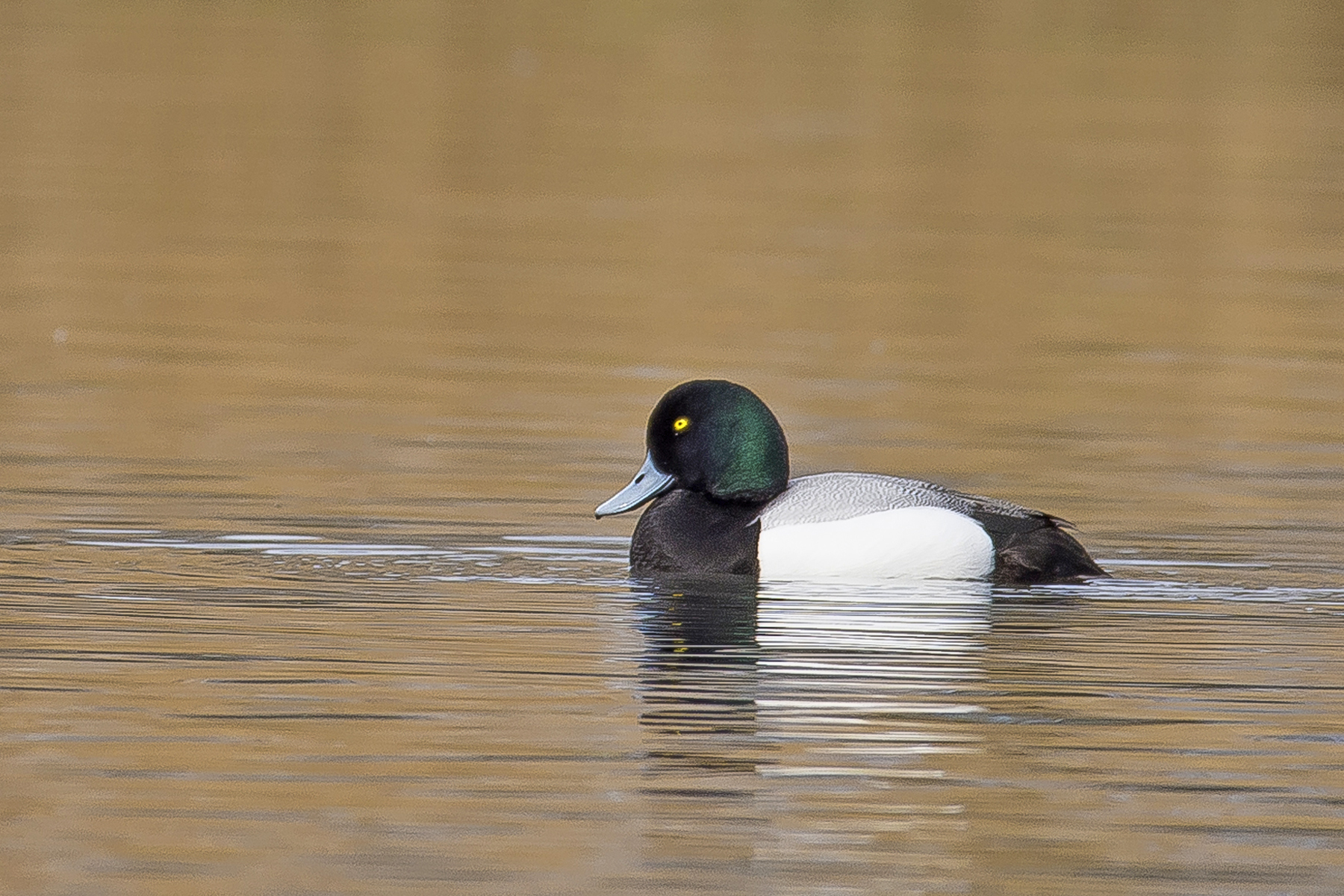 topper Diessen_bewerkt-1