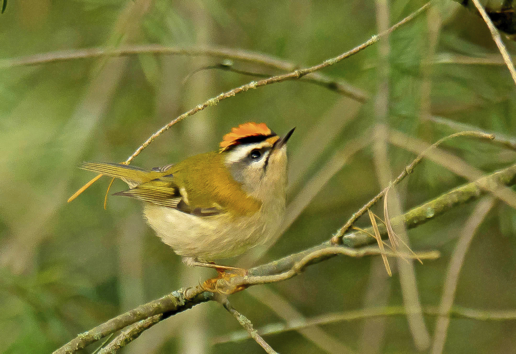 vgh2 Vwaard 04112023