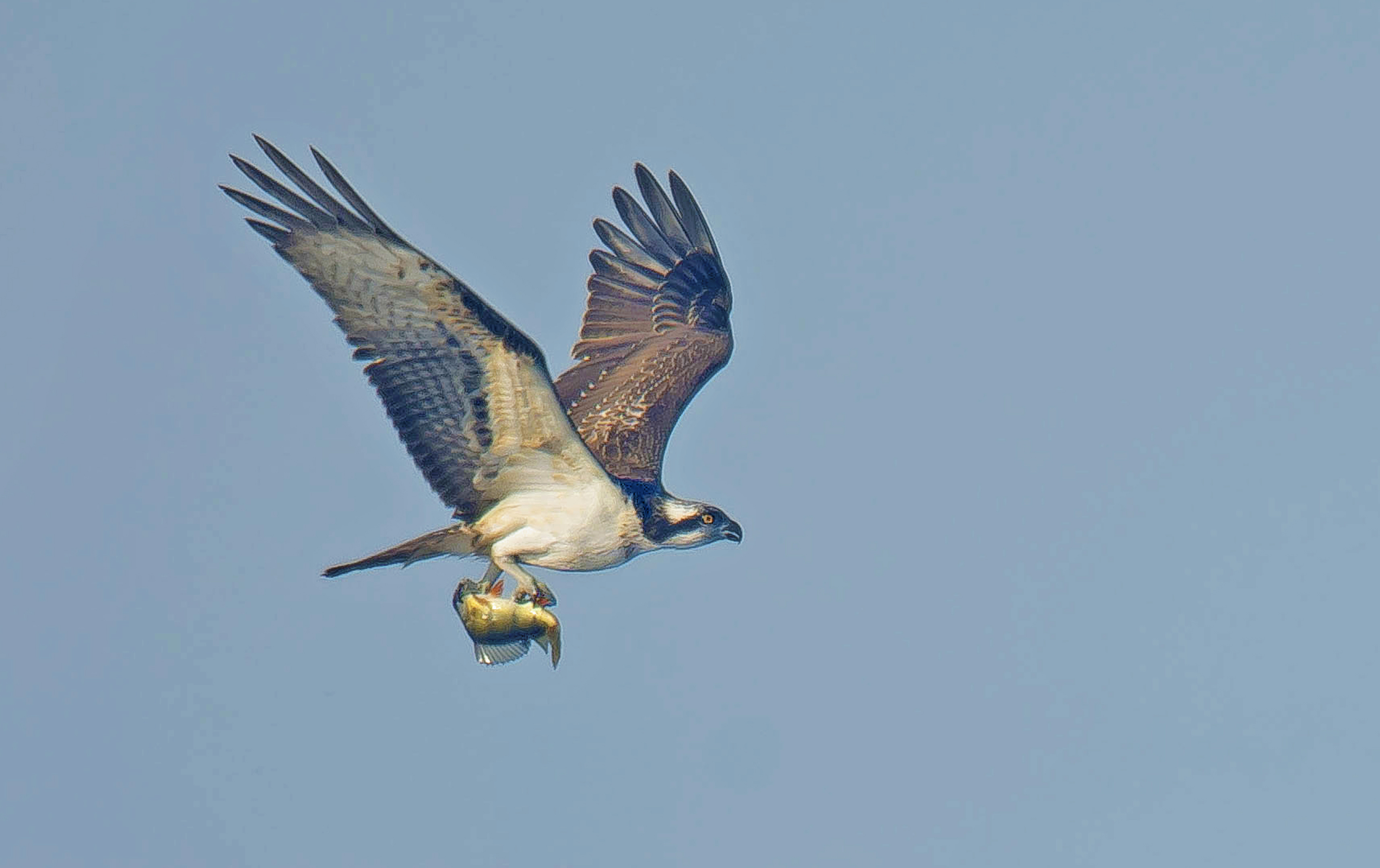 vissie4 06092025 Vwaard