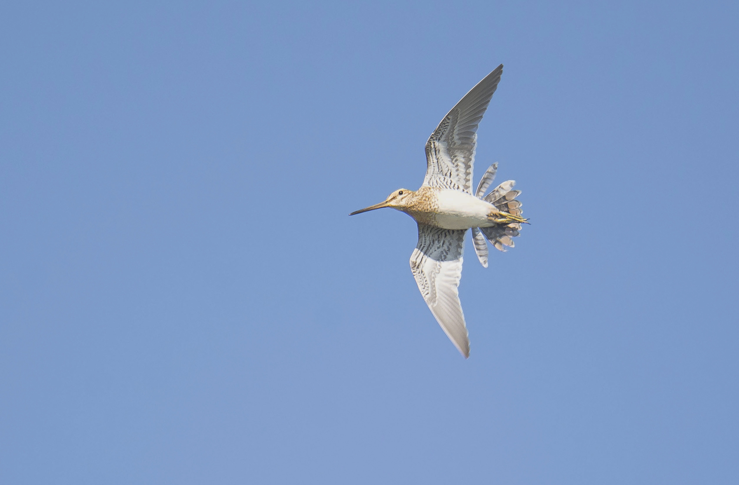 watersnip in baltsvlucht 23042020
