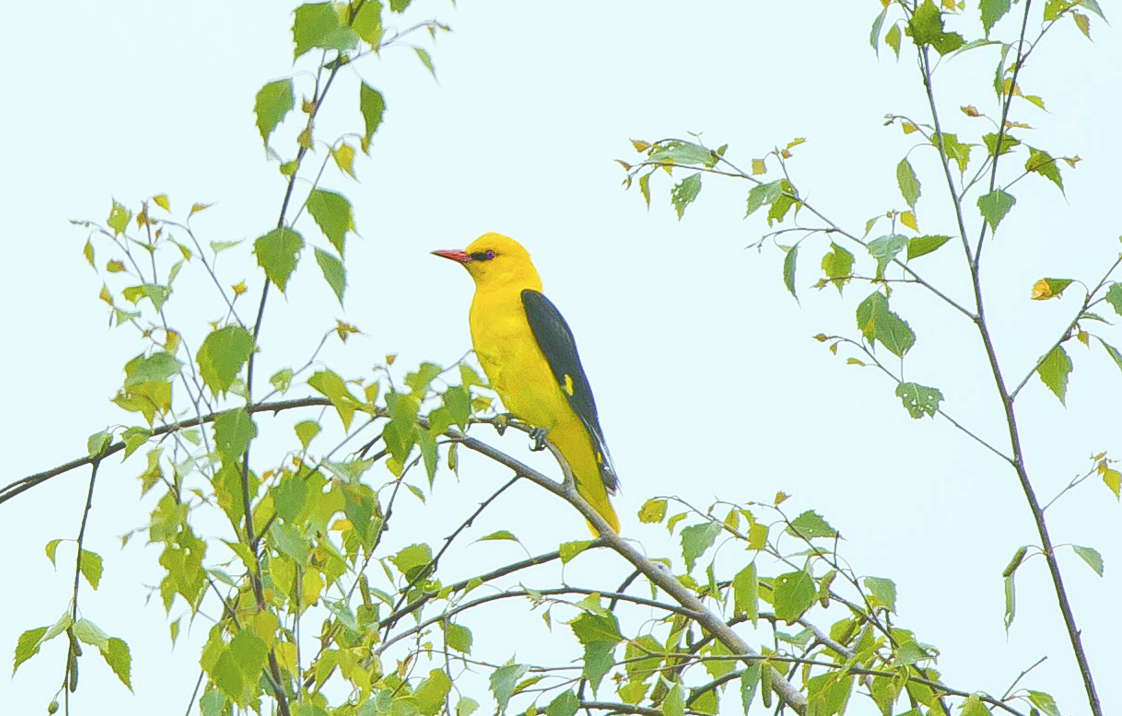 wielewaal,8 De Plateaux 29052022