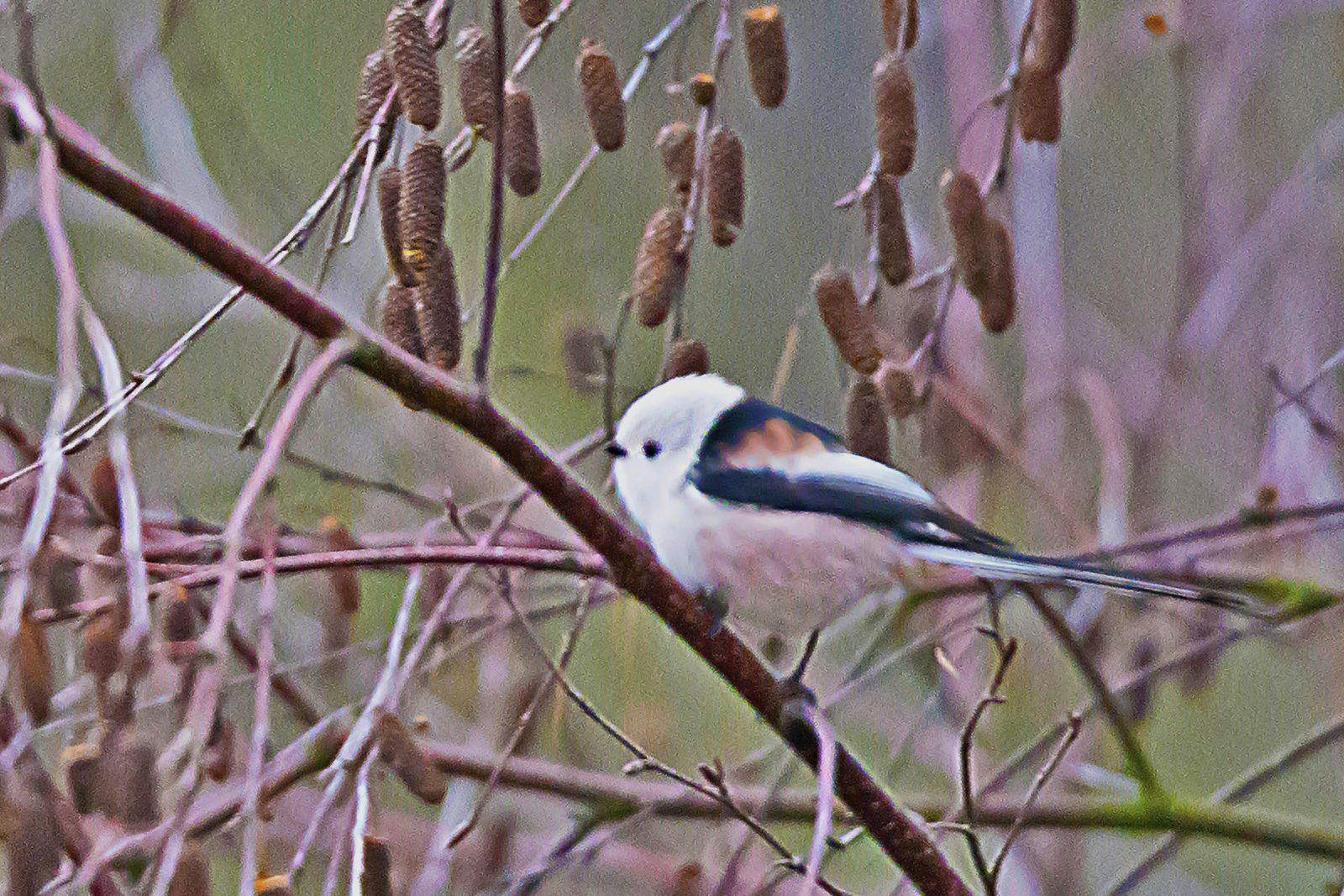 witkopstaartmees,891x