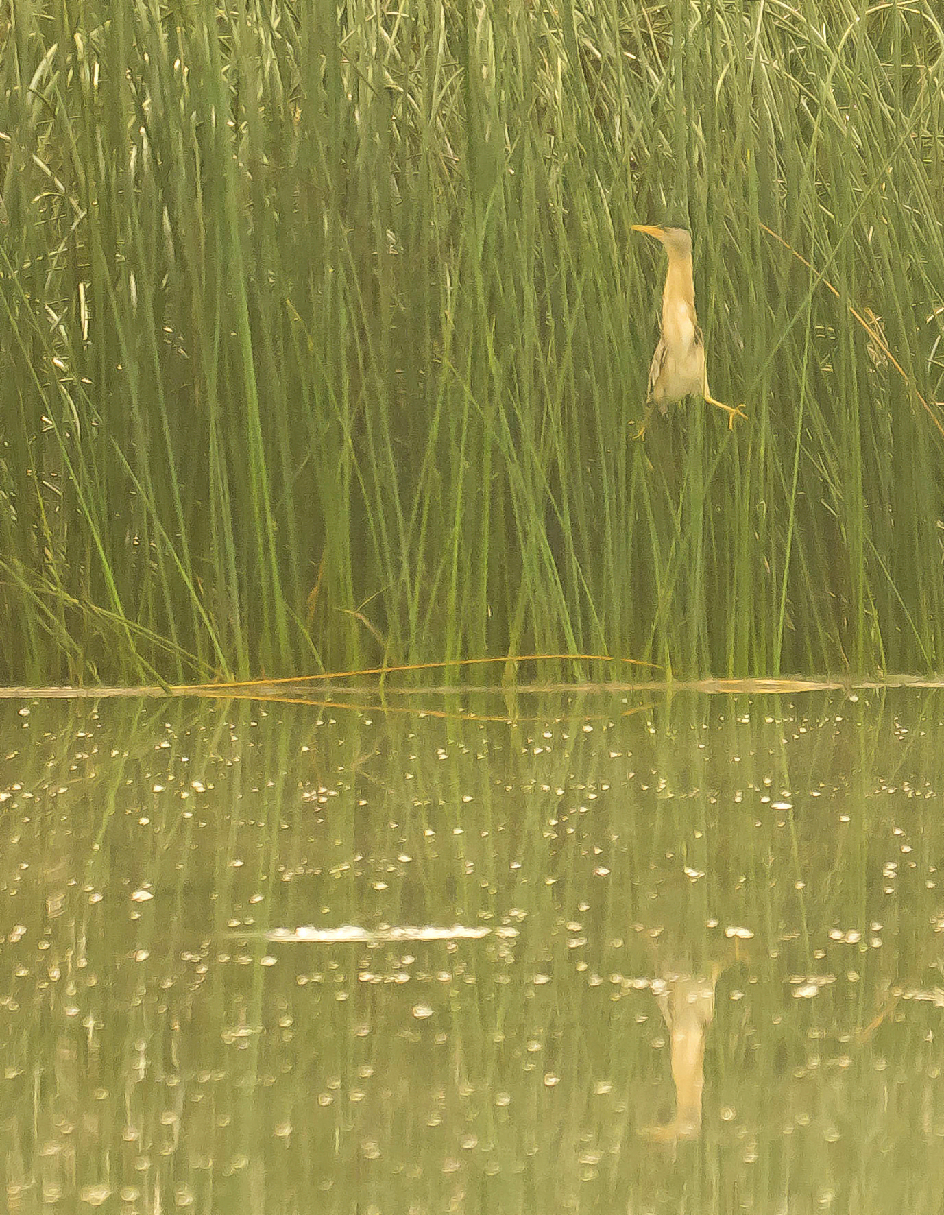 woudaap Buul 09082025