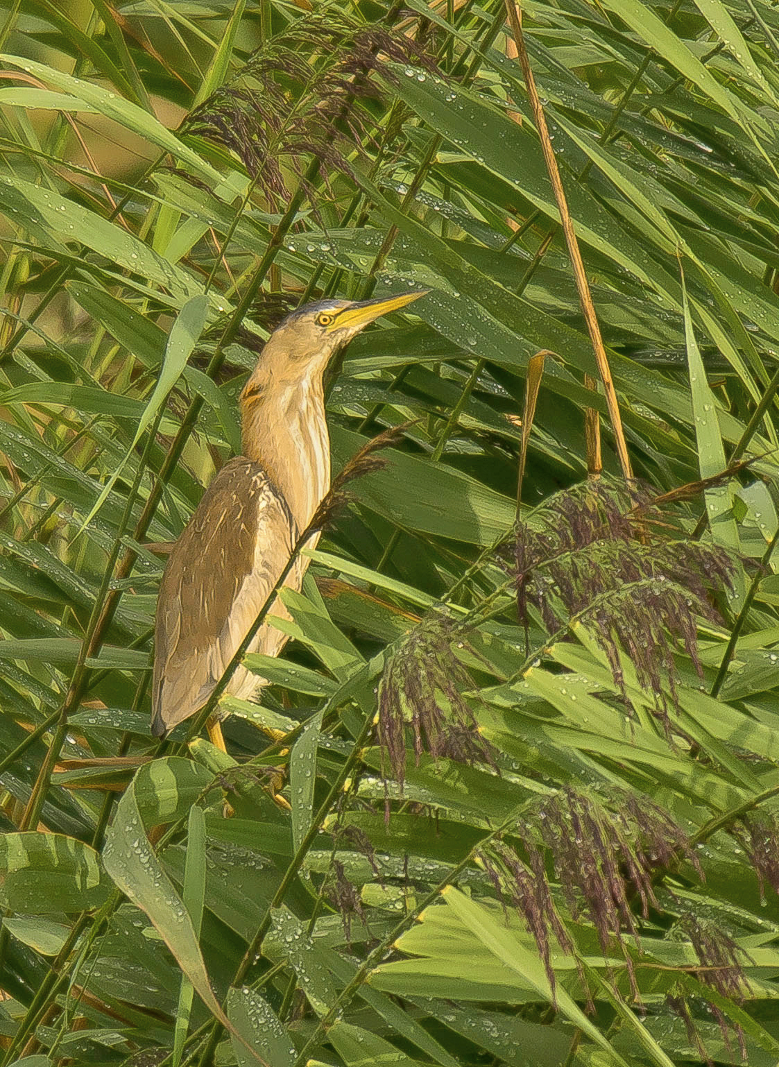 woudaap1 Budel 17082024