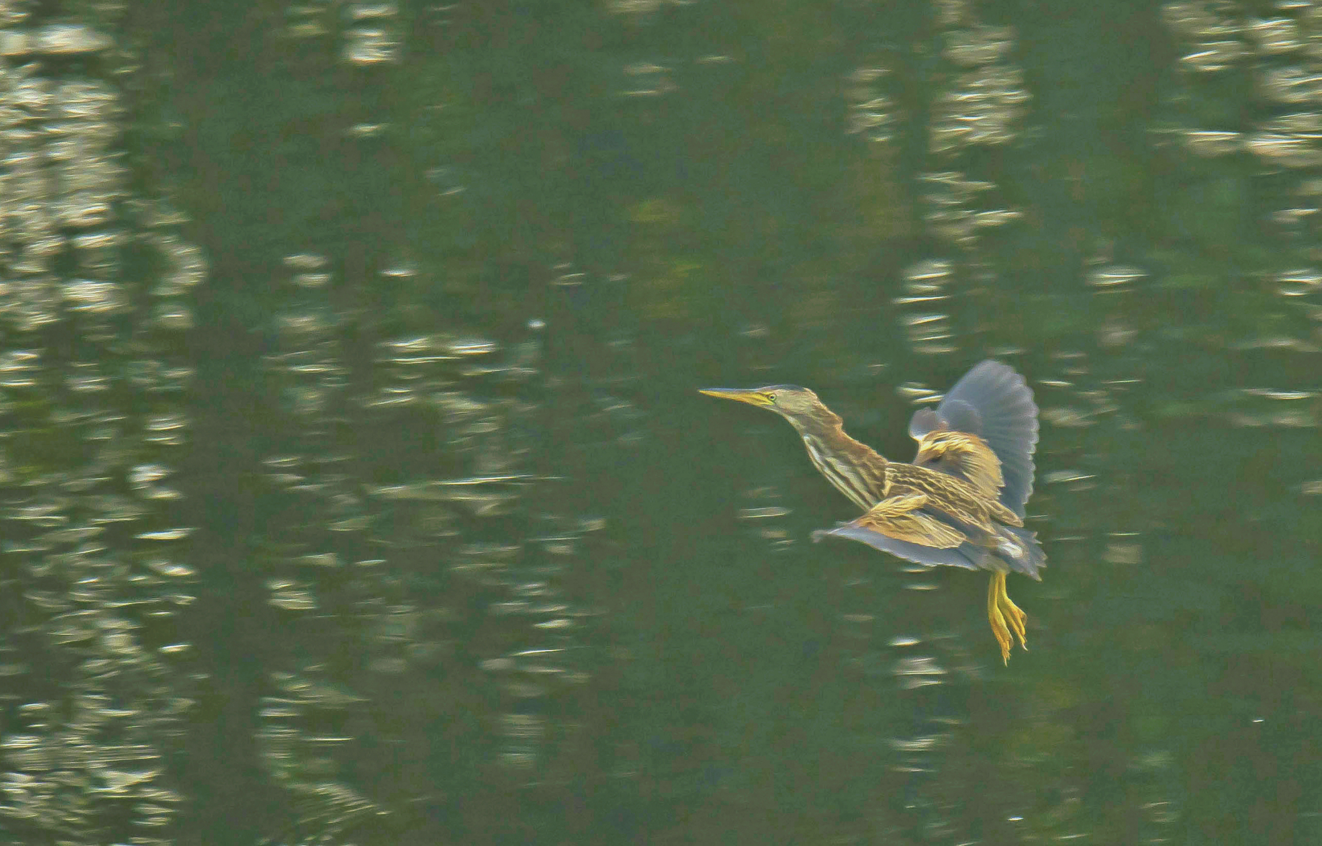 woudaap,8 v Vwaard 16092023