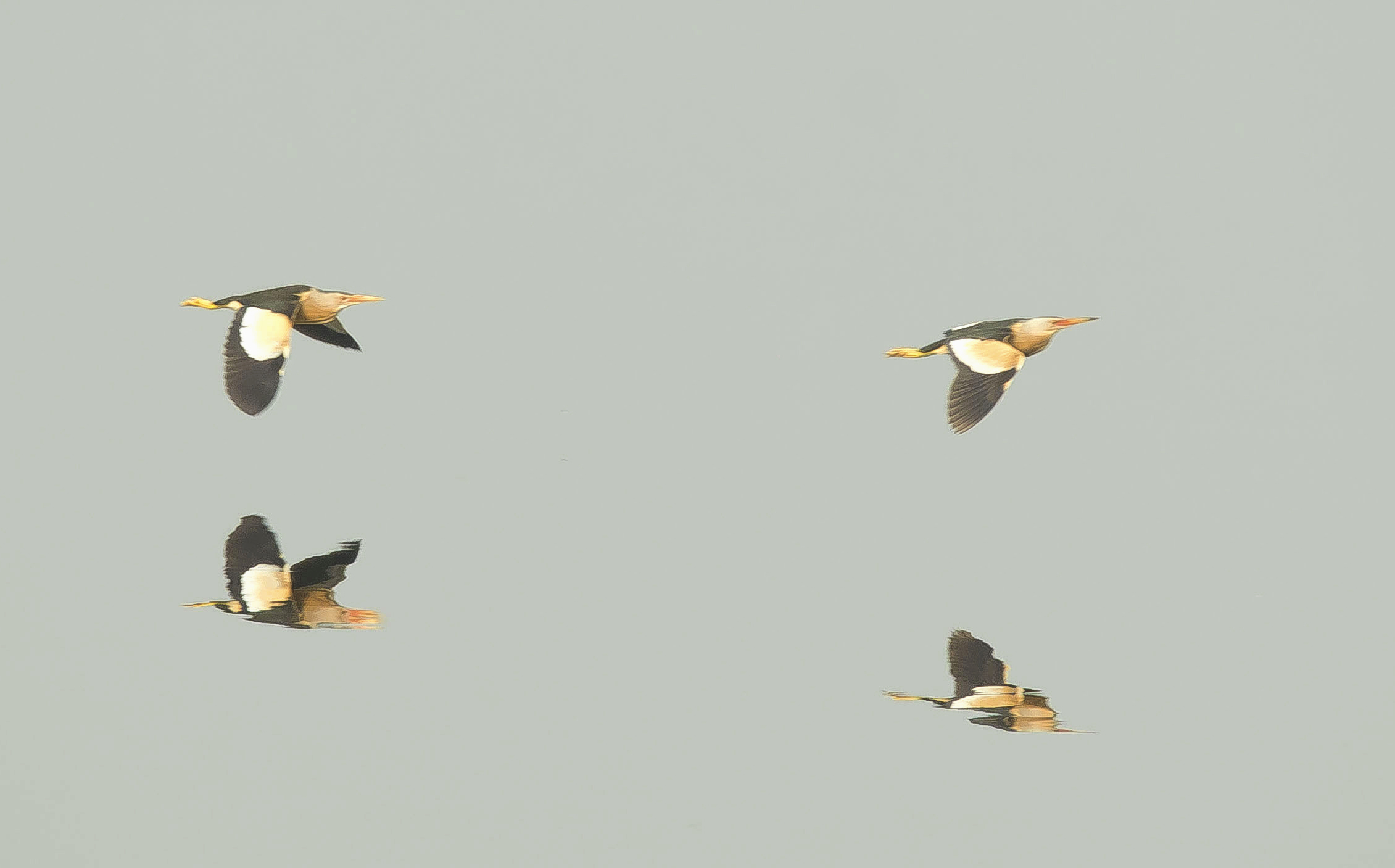 woudaapjes7 Vwaard 18052024