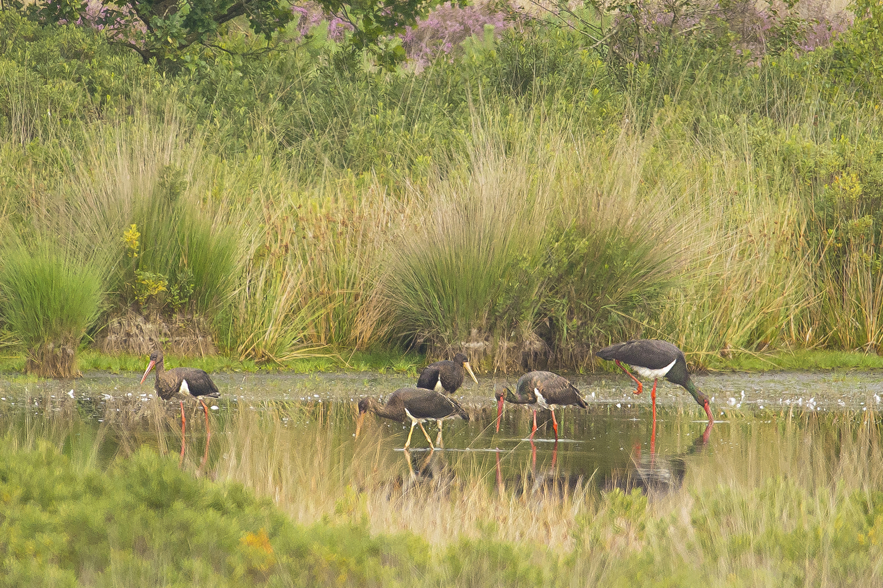zw ooie1 Groote Heide_bewerkt-1