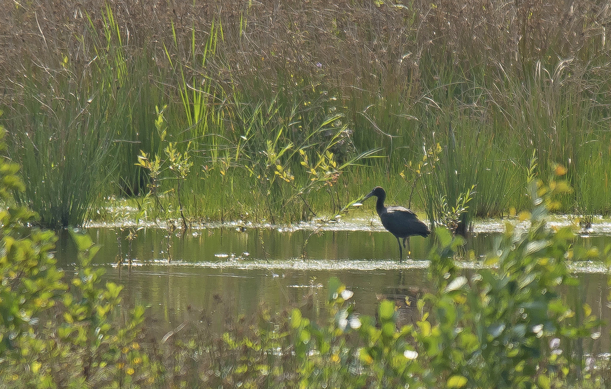 zwarte ibis2 31082024