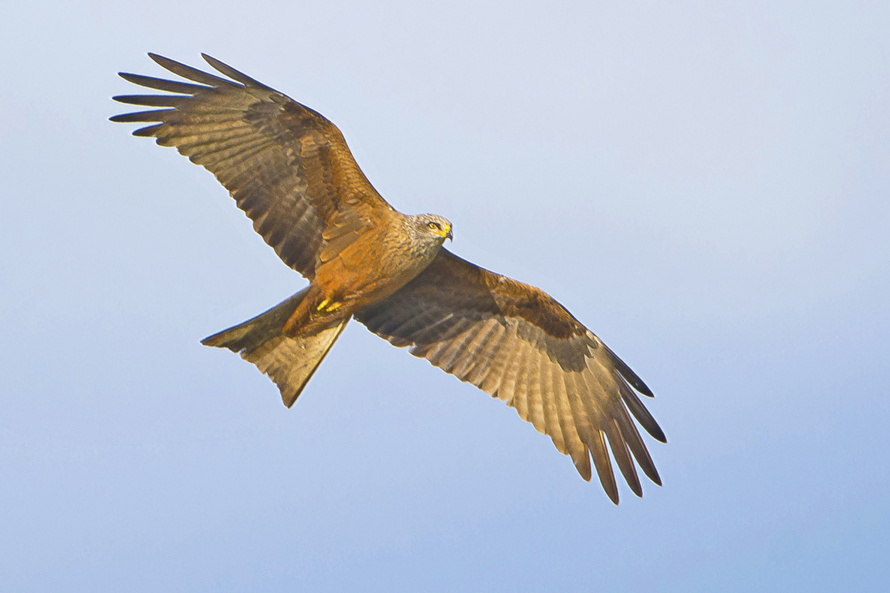 zwarte wouw 08062019 the best1,1