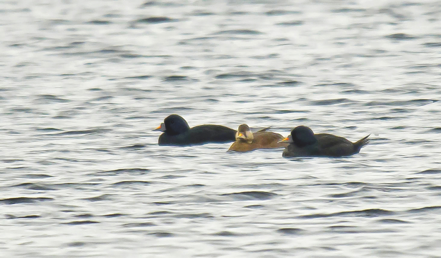 zwarte zee-eenden3 Malpie 08042024