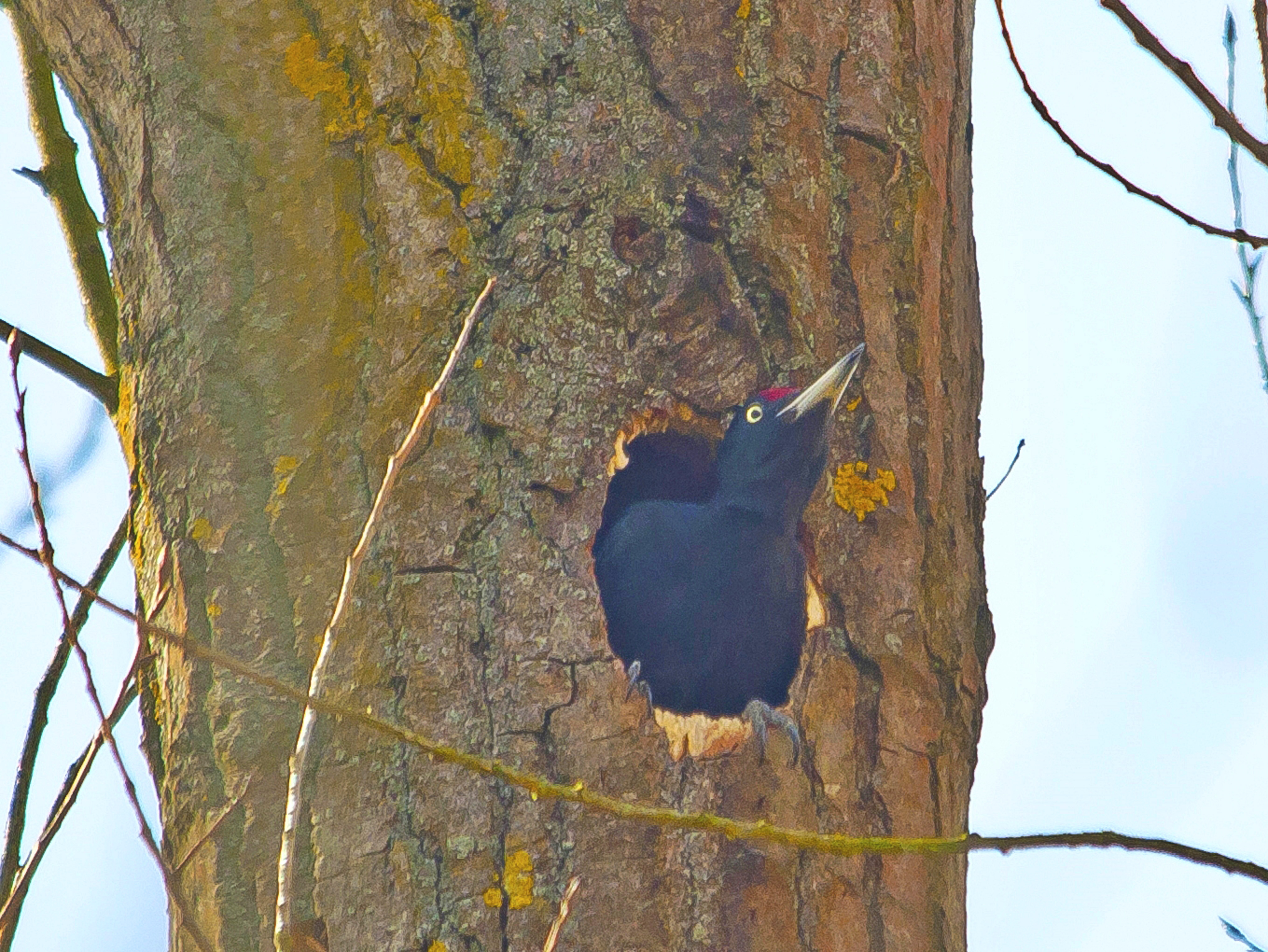 zwartespecht Valkenswaard,3