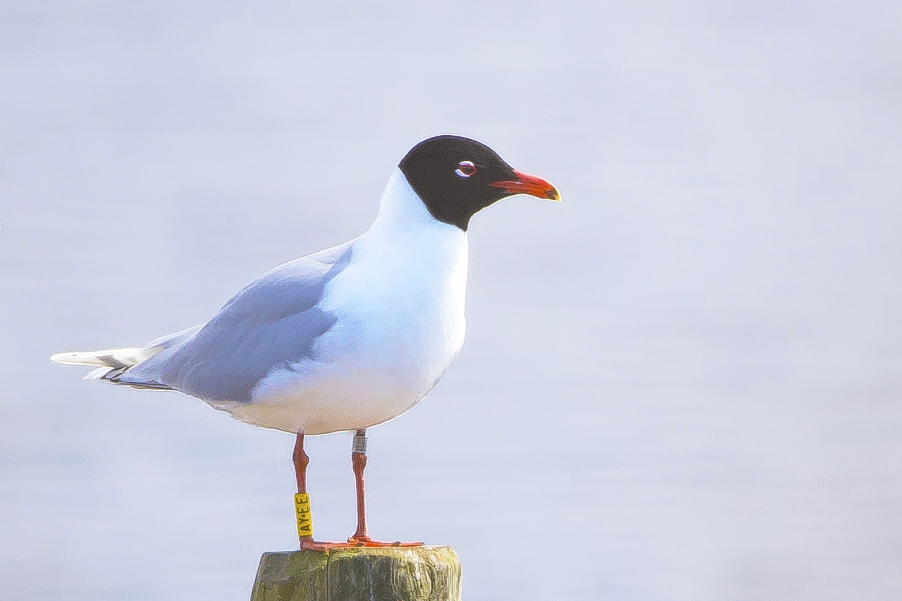 zwartkopmeeuw 27042019_bewerkt-1