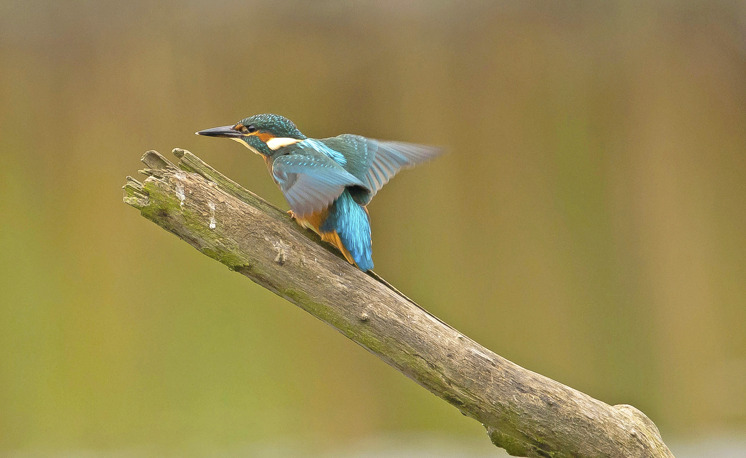 ijsvogel Hageven 25092021