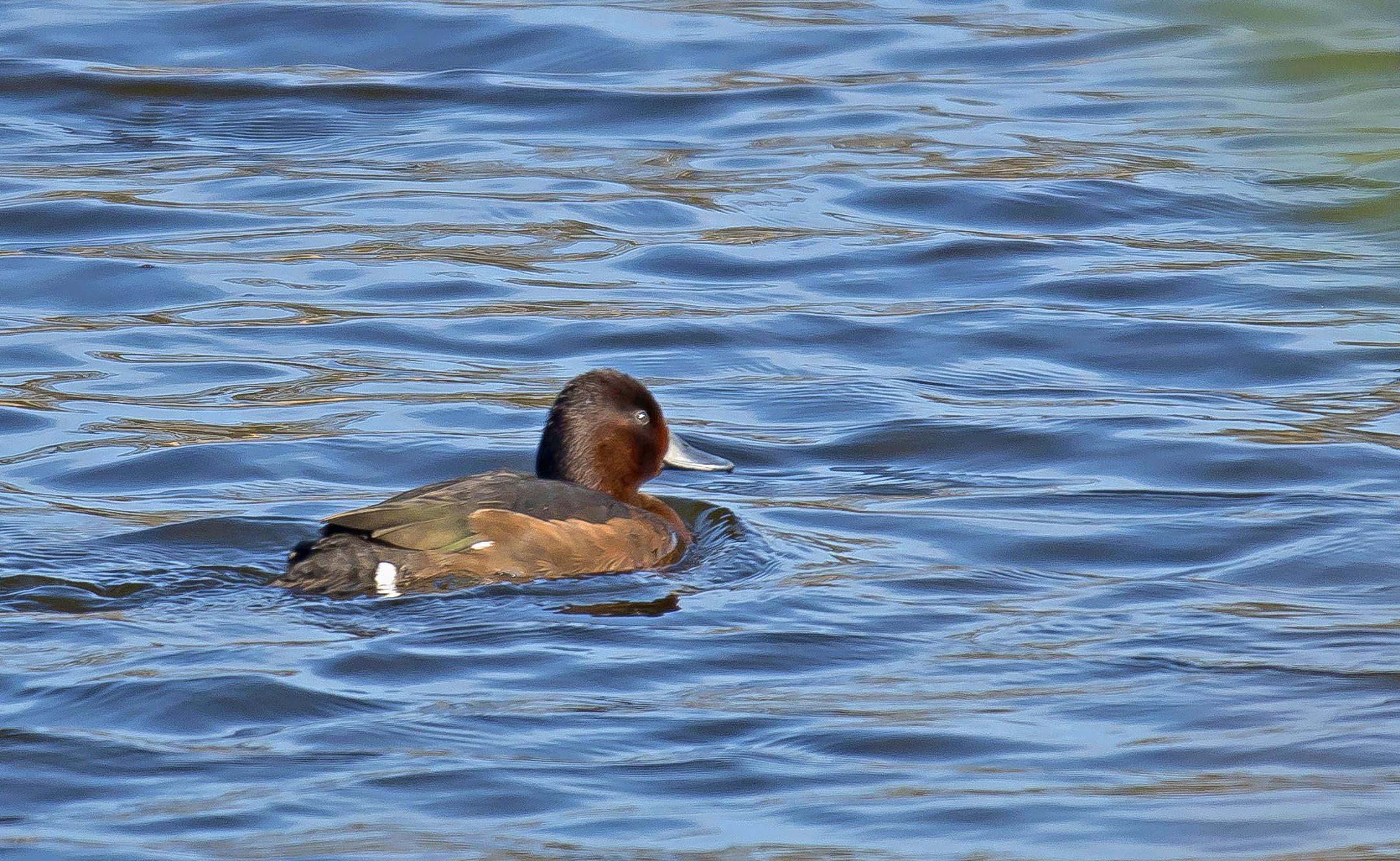 witoogeend2 Vwaardse visvijvers 15042023