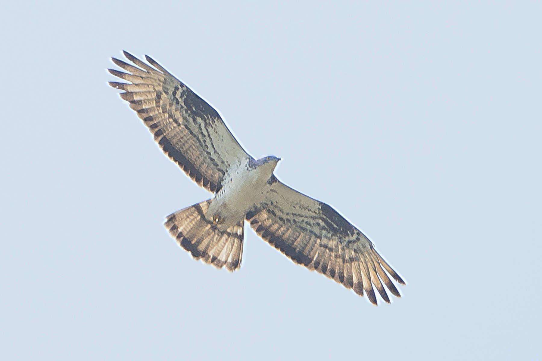 wespendief tuin 06072018_bewerkt-1