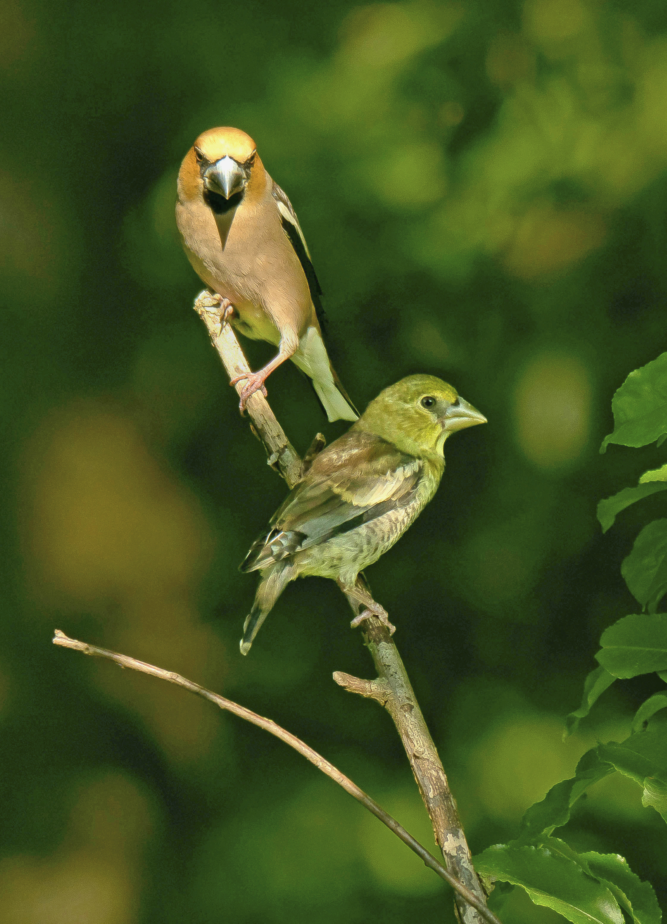 appelmetjong1 04062023