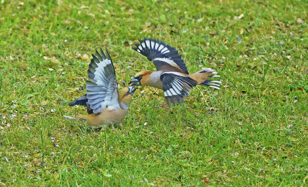 appels3 25062022 web