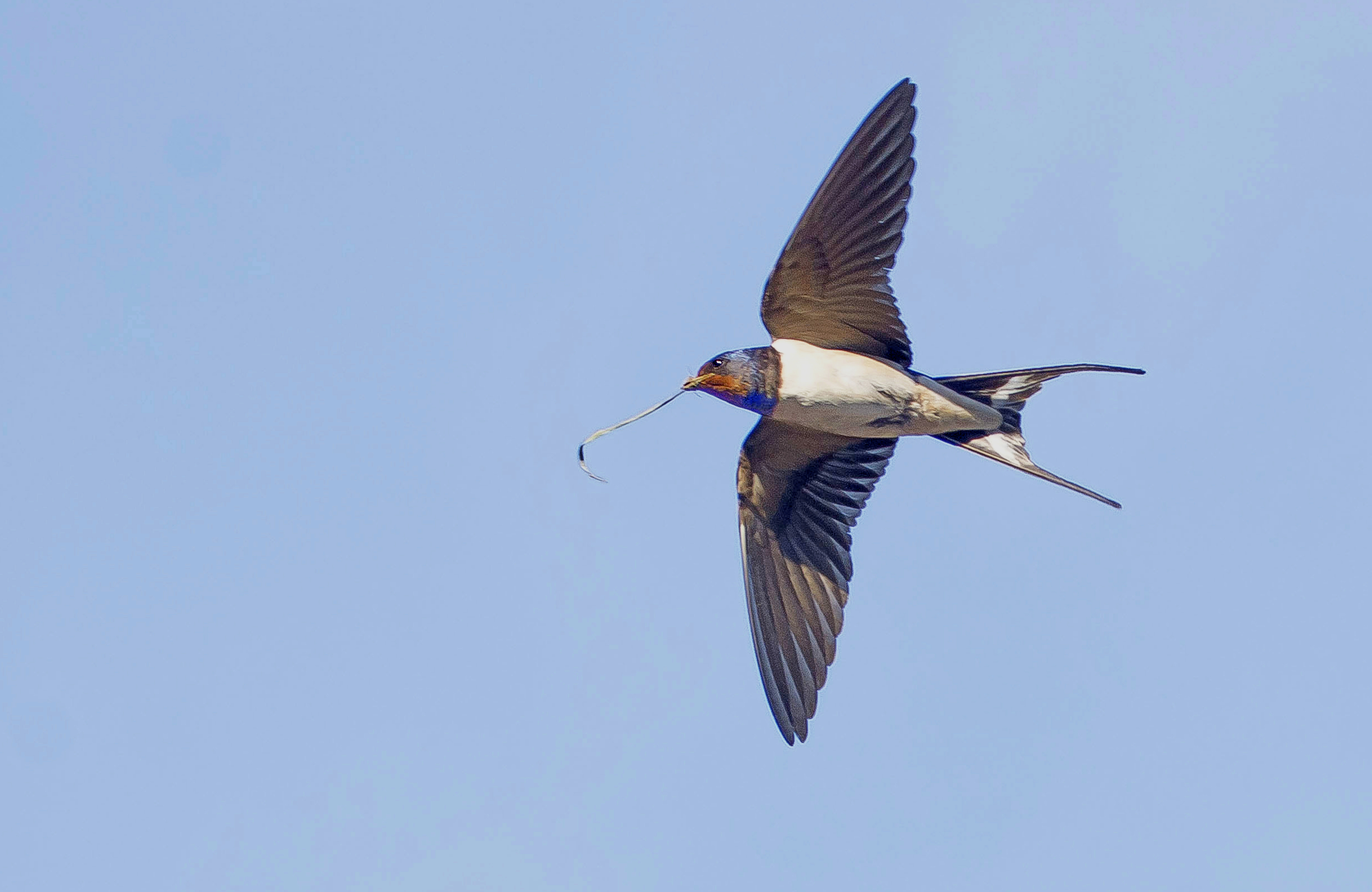 boerenzwaluw,88 in tuin 31052020