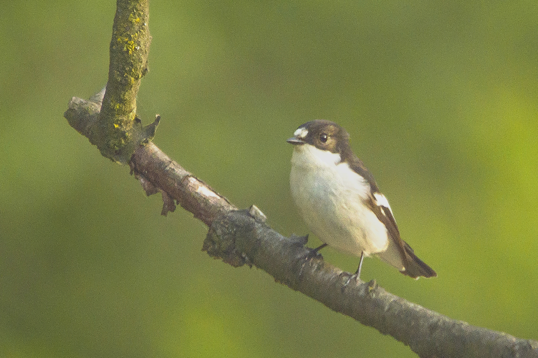 bonte vliegenvanger 06052017_bewerkt-1