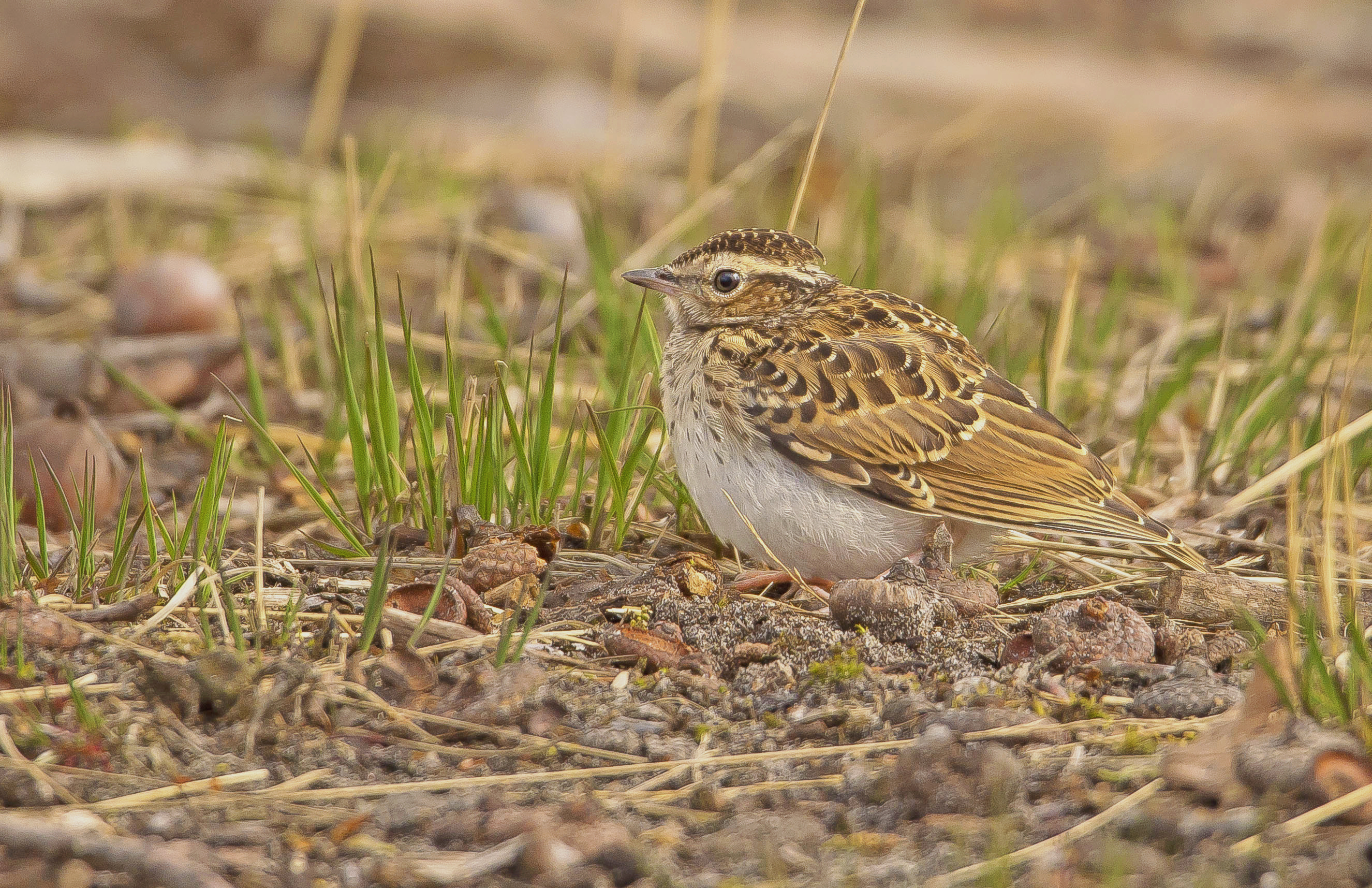 boomleeuwerik Valkenhorst
