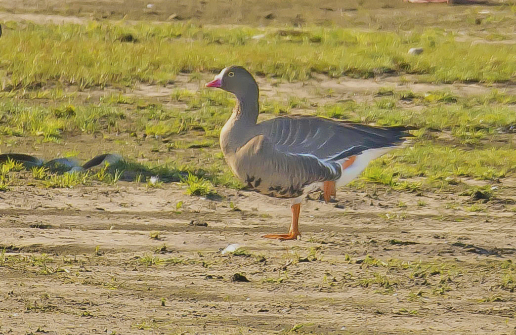 dwerggans,8 Aalst 09052022