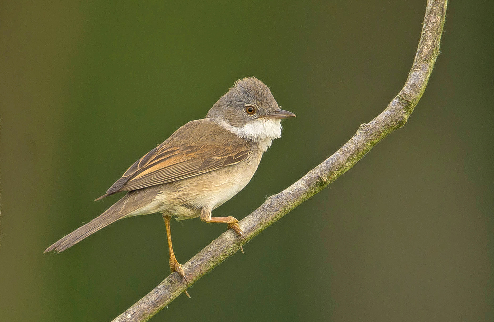 grasmus,8 Opperheide